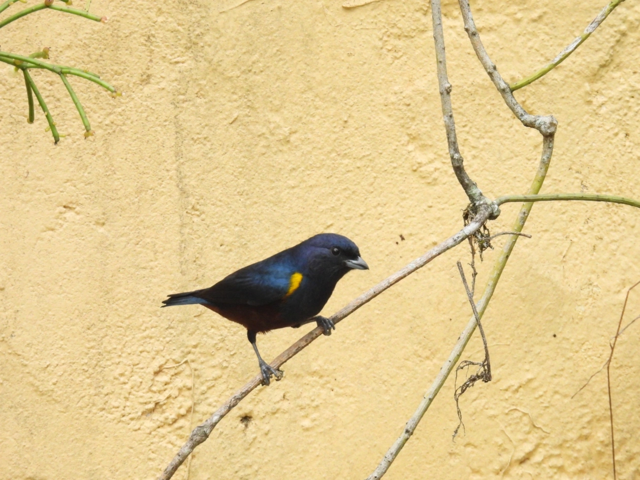 Ferro-velho (Euphonia pectoralis), aves, fotografado em Perequê, Ilhabela