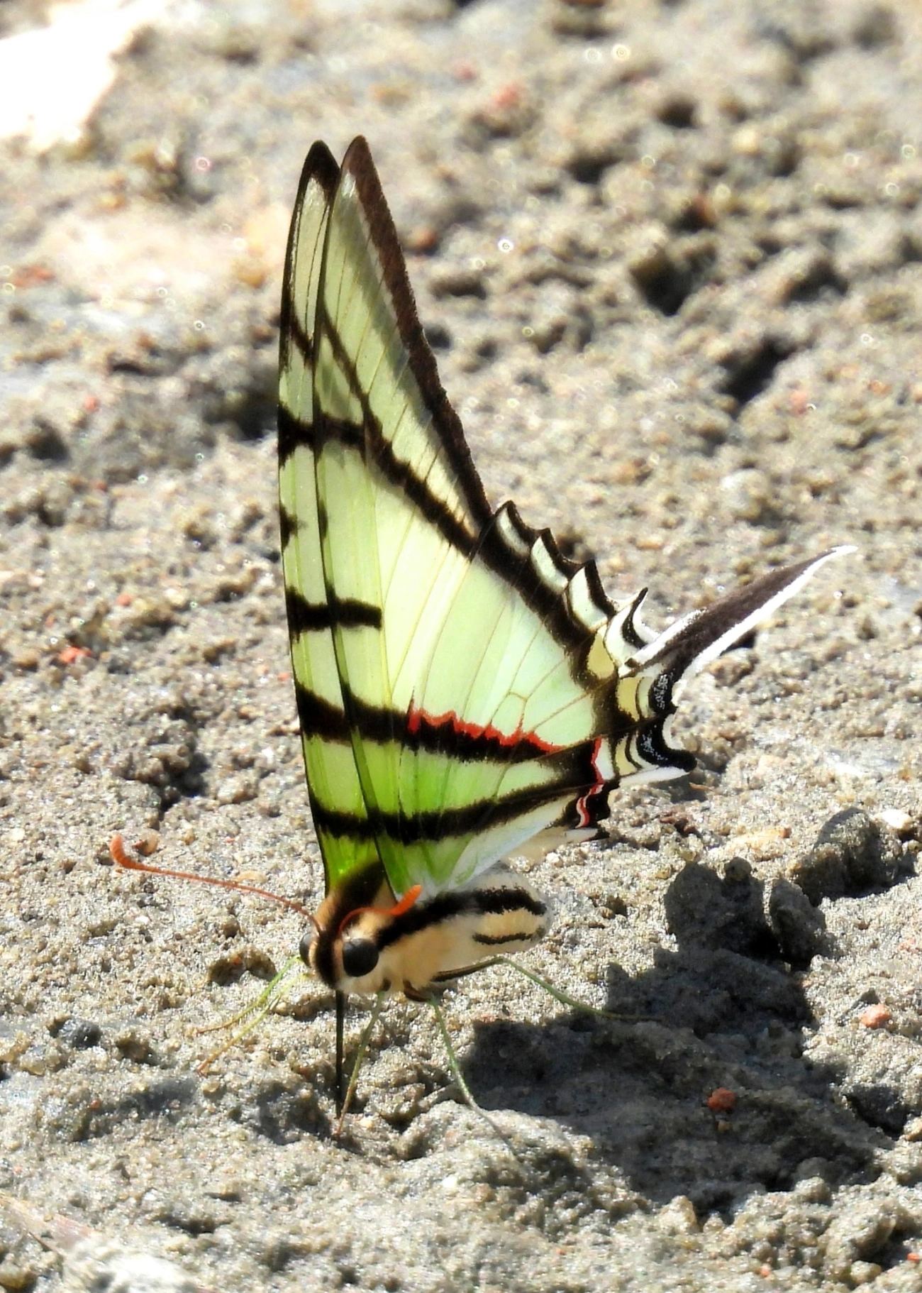 Rabo-de-andorinha-de-manchas-amarelas (Eurytides telesilaus), insetos, fotografado em Maresias, São Sebastião