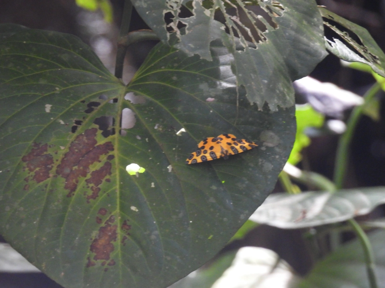 Mariposas-Leopardo (Pantherodes), insetos, fotografado em Maresias, São Sebastião