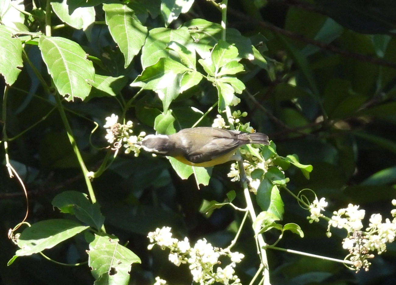 Cambacica (Coereba flaveola), aves, fotografado em Resende