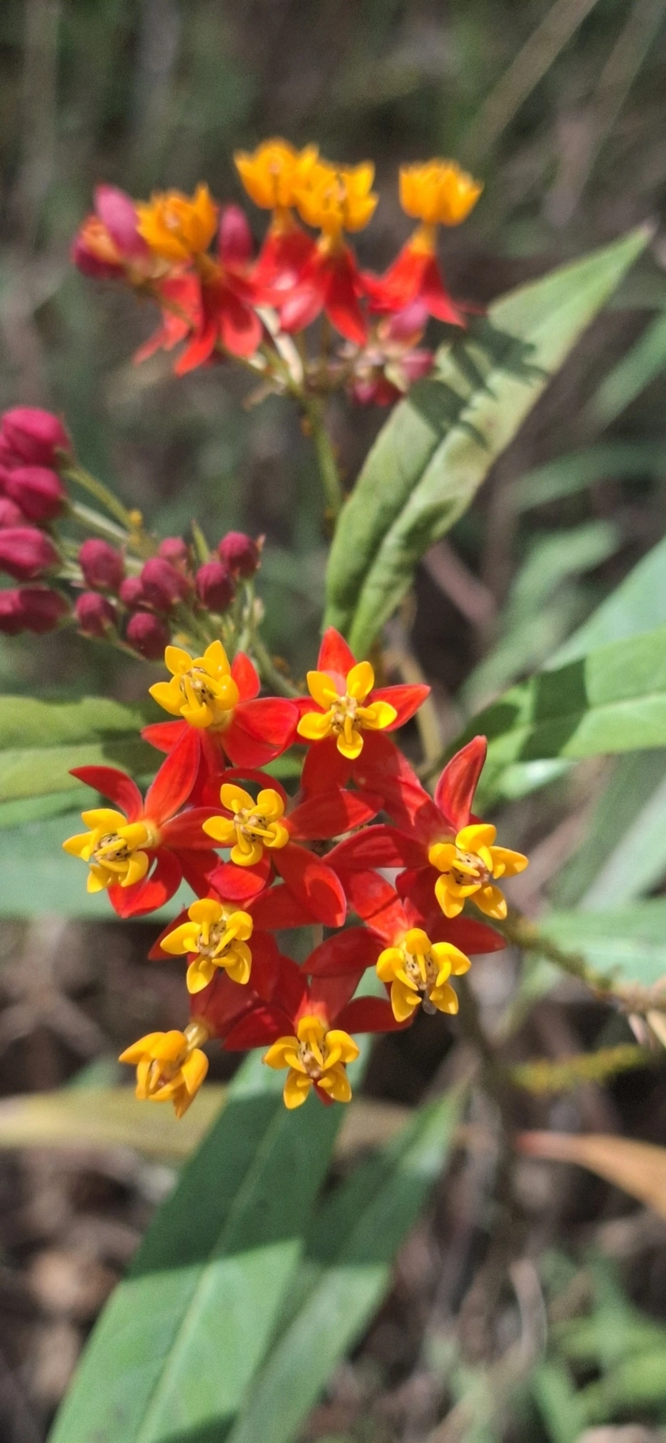 Oficial-de-sala (Asclepias curassavica), plantas, fotografado em Itamonte