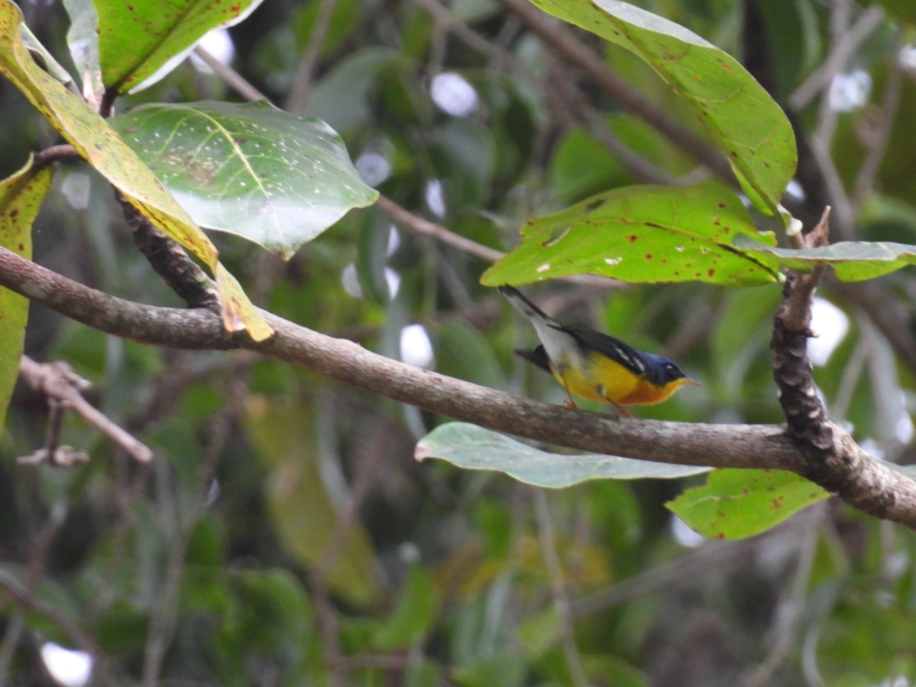 Mariquita (Setophaga pitiayumi), aves, fotografado em Maresias, São Sebastião