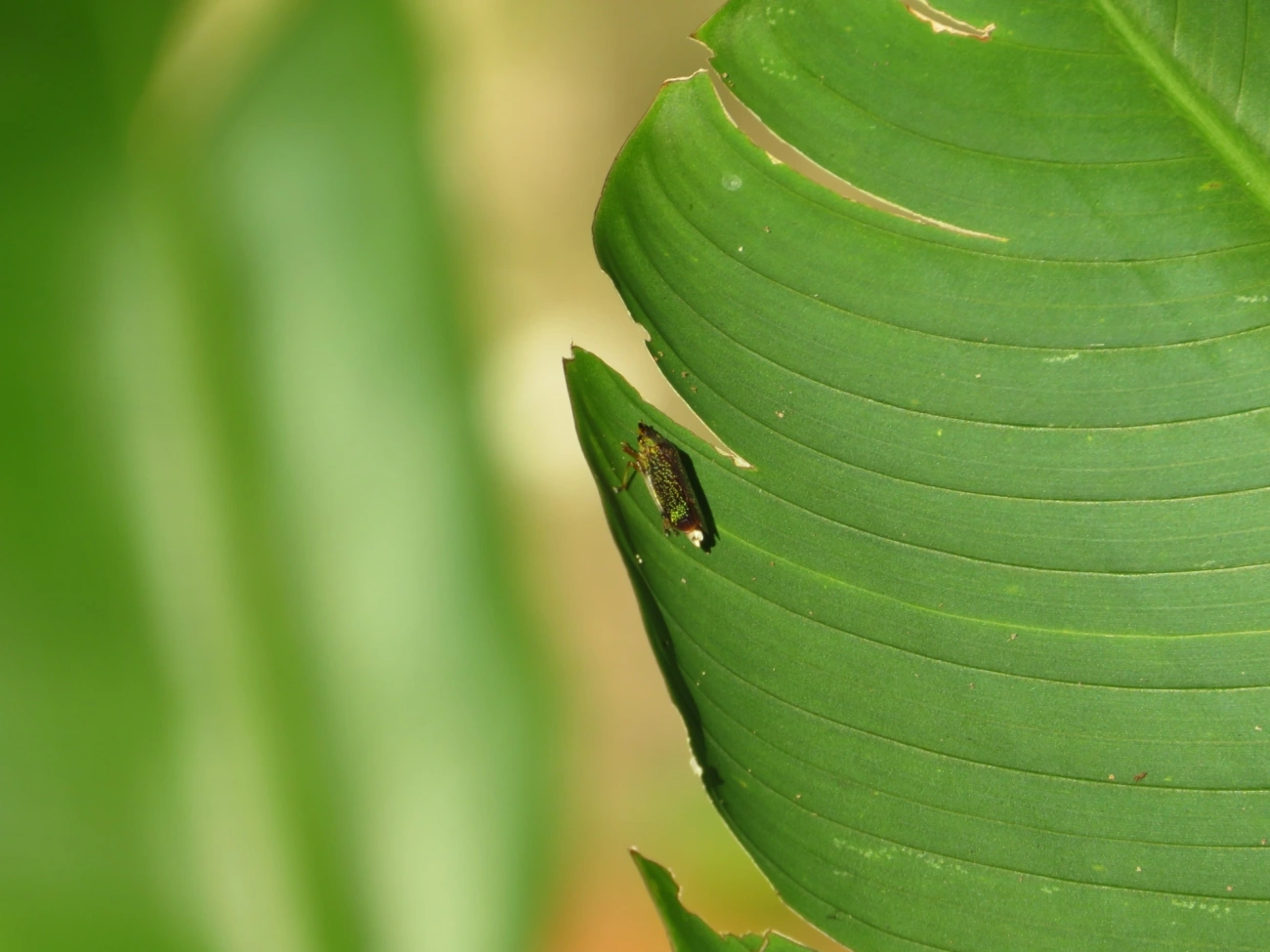 Acrogonia, insetos, fotografado em Maresias, São Sebastião