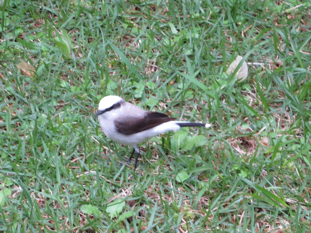 Lavadeira-mascarada (Fluvicola nengeta), aves, fotografado em Maresias, São Sebastião