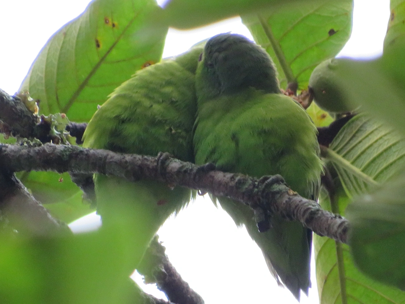 Tuim (Forpus xanthopterygius), aves, fotografado em Maresias, São Sebastião