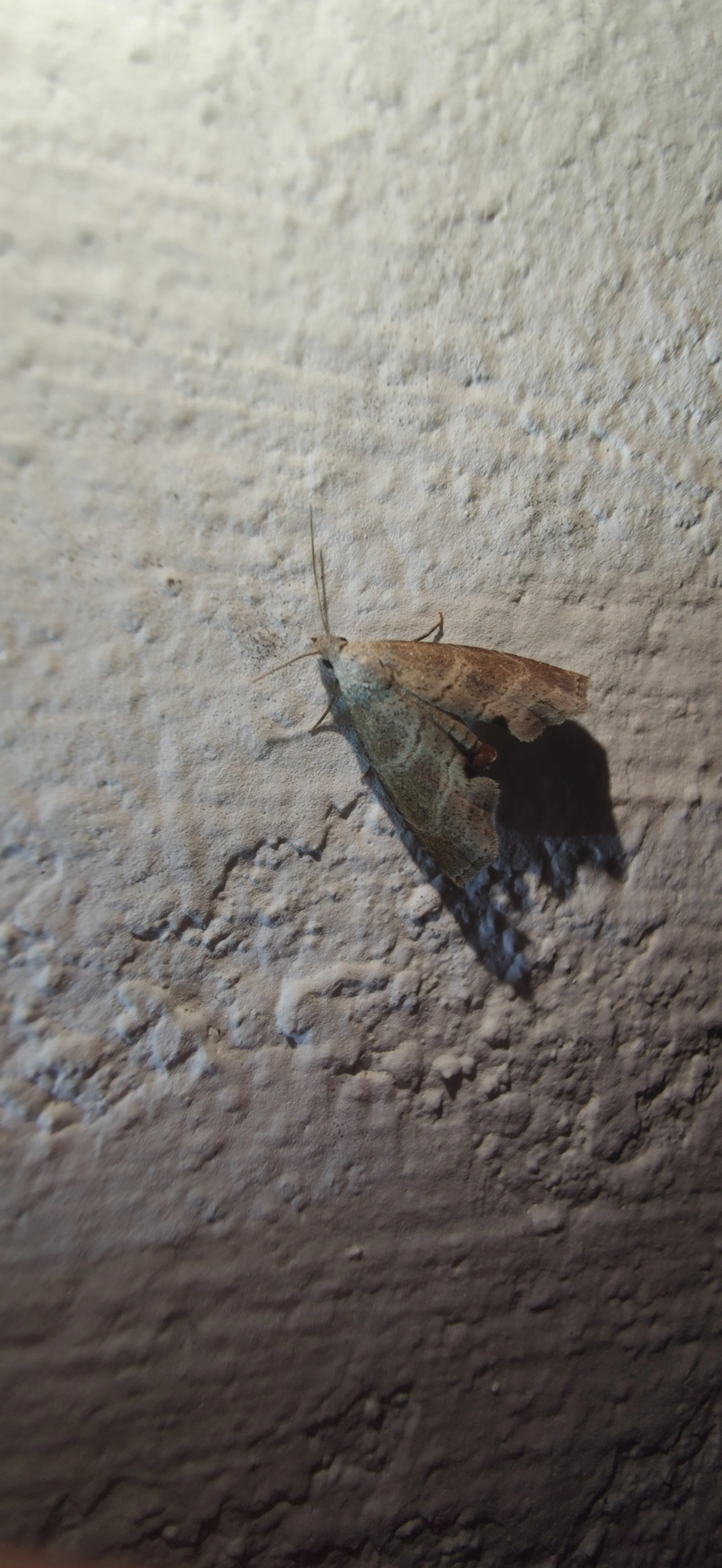 Noctuoidea, insetos, fotografado em Maresias, São Sebastião
