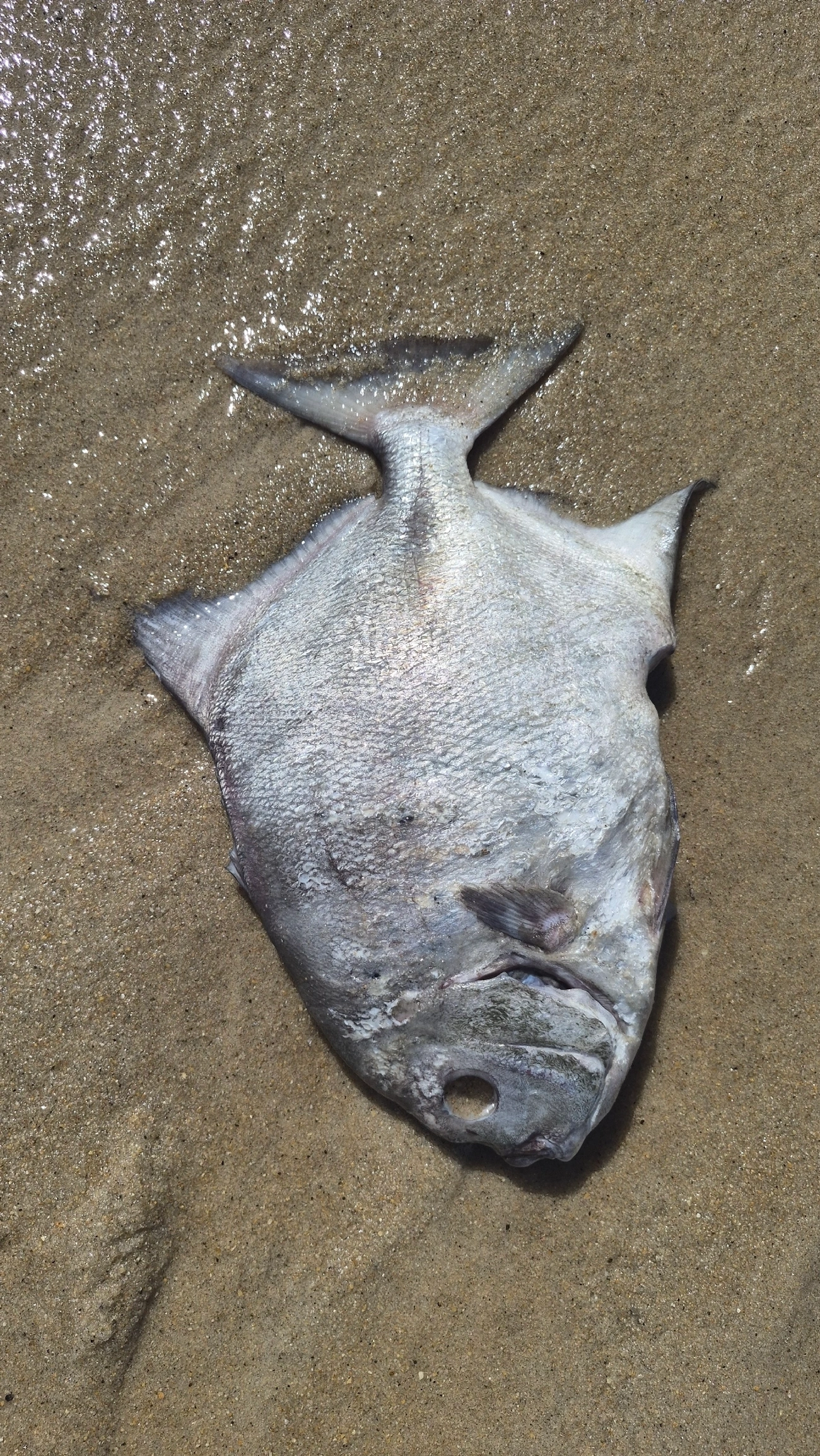 Peixe-enxada-do-Atlântico (Chaetodipterus faber), peixes, fotografado em Maresias, São Sebastião