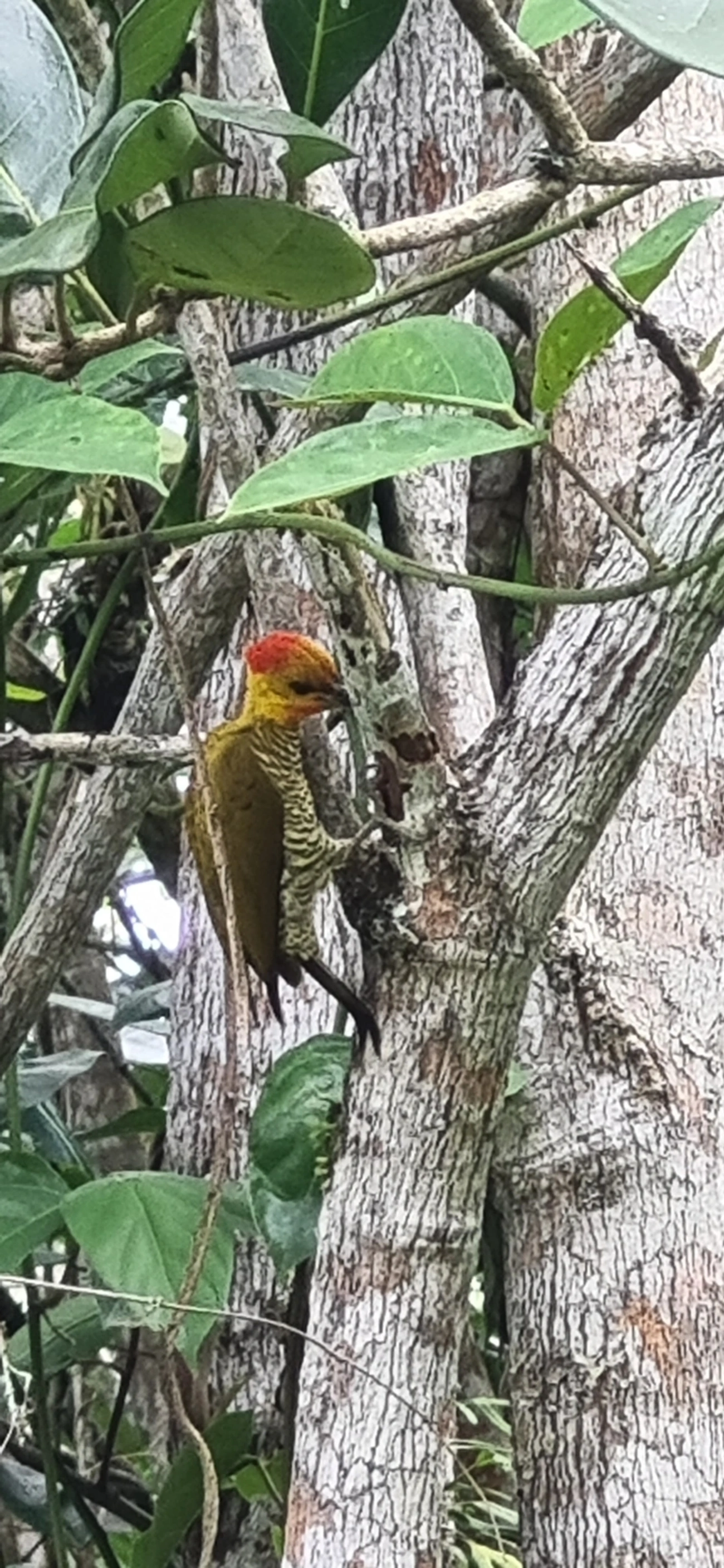 Pica-pau-bufador (Piculus flavigula), aves, fotografado em Maresias, São Sebastião