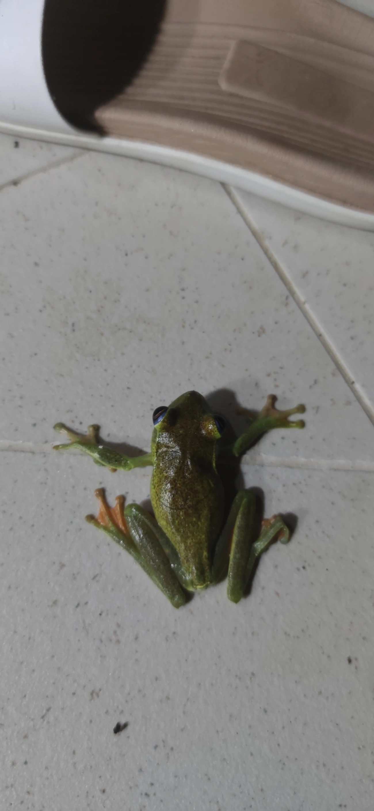 Perereca-araponga (Boana albomarginata), anfíbios, fotografado em Maresias, São Sebastião