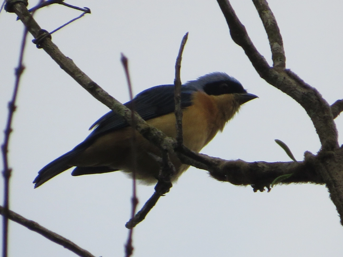 Saíra-Viúva (Pipraeidea melanonota), aves, fotografado em Maresias, São Sebastião