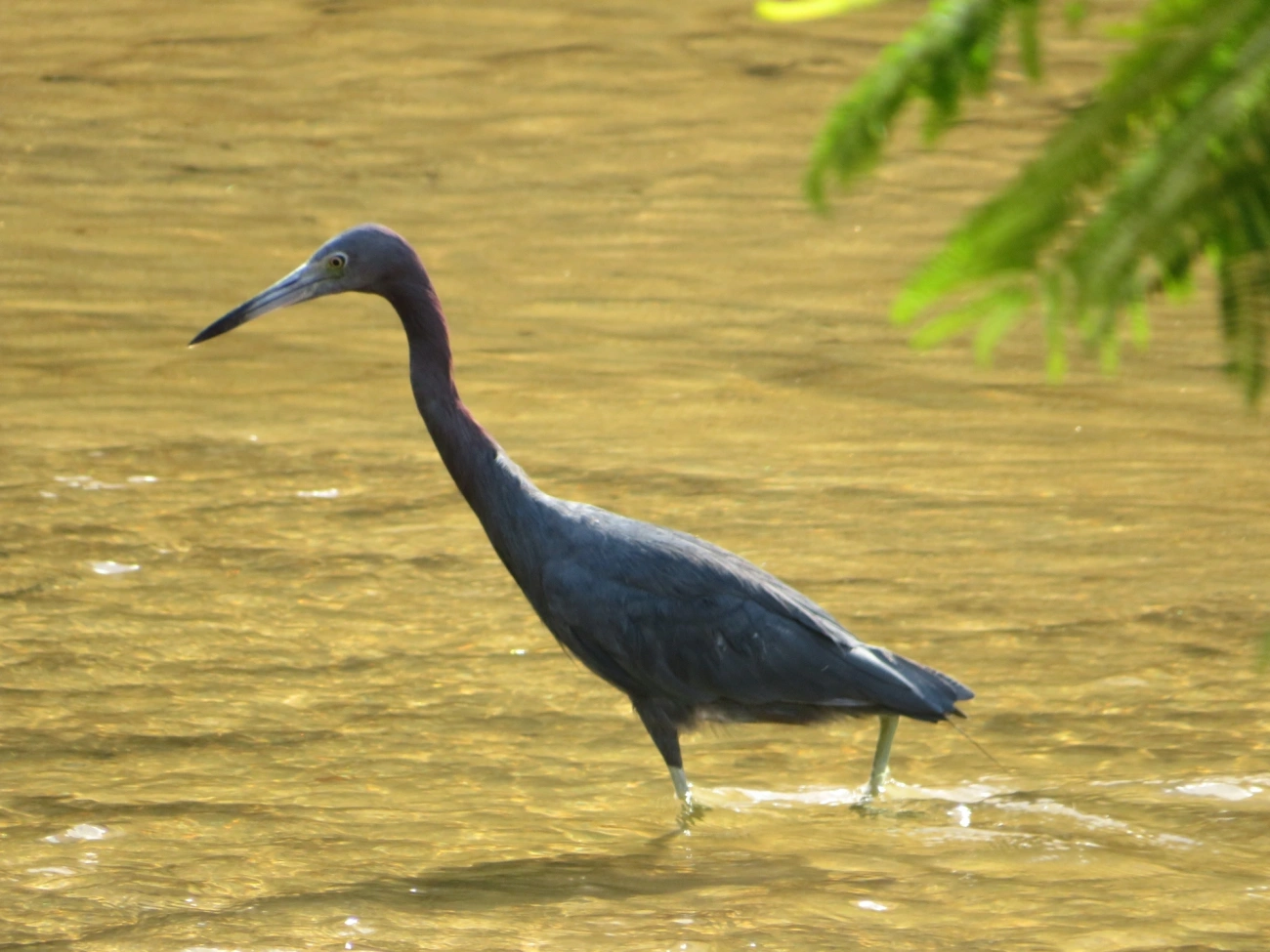 Garça-azul (Egretta caerulea), aves, fotografado em Indaiá, Caraguatatuba