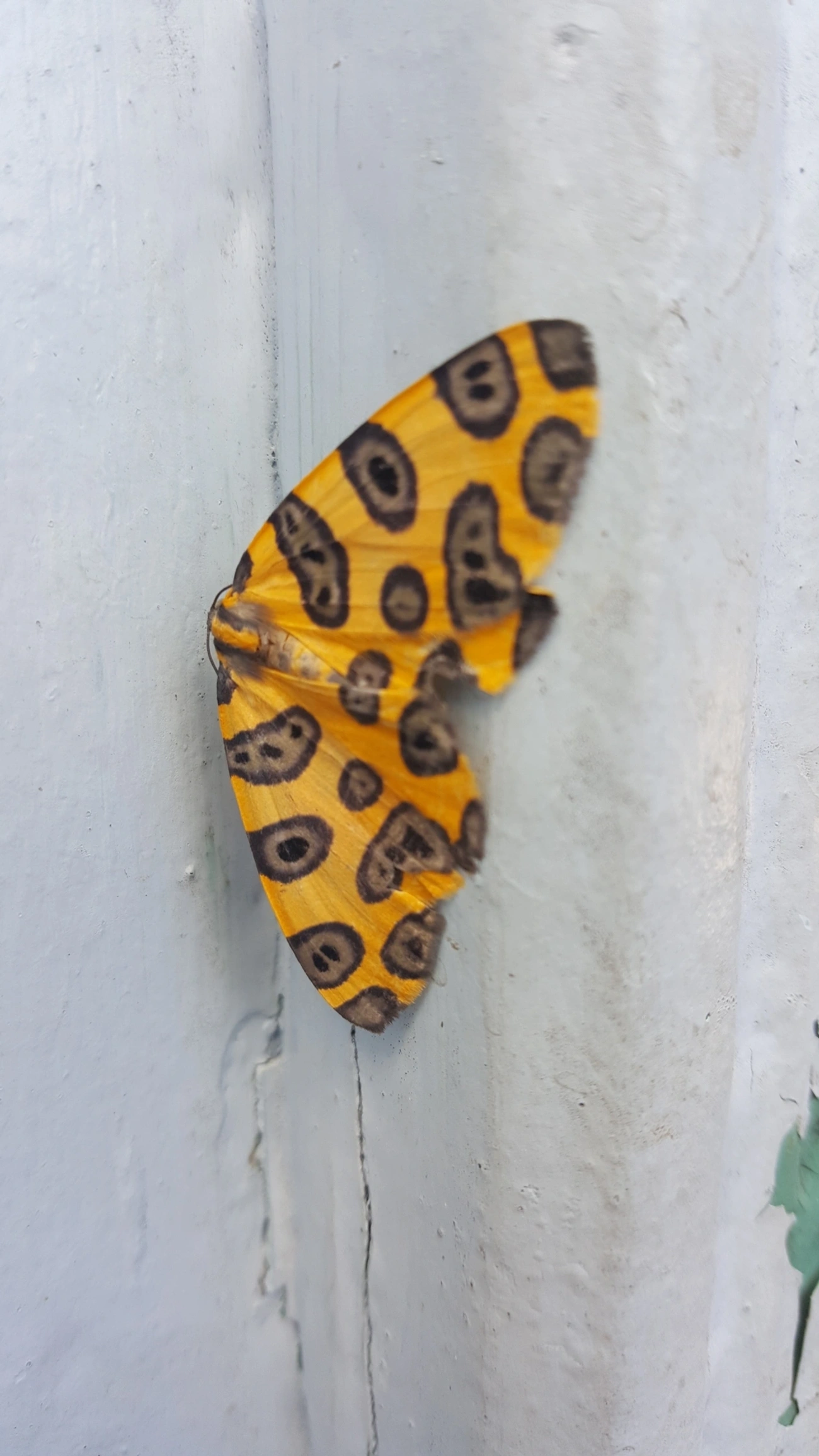 Pantherodes pardalaria, insetos, fotografado em Visconde de Mauá