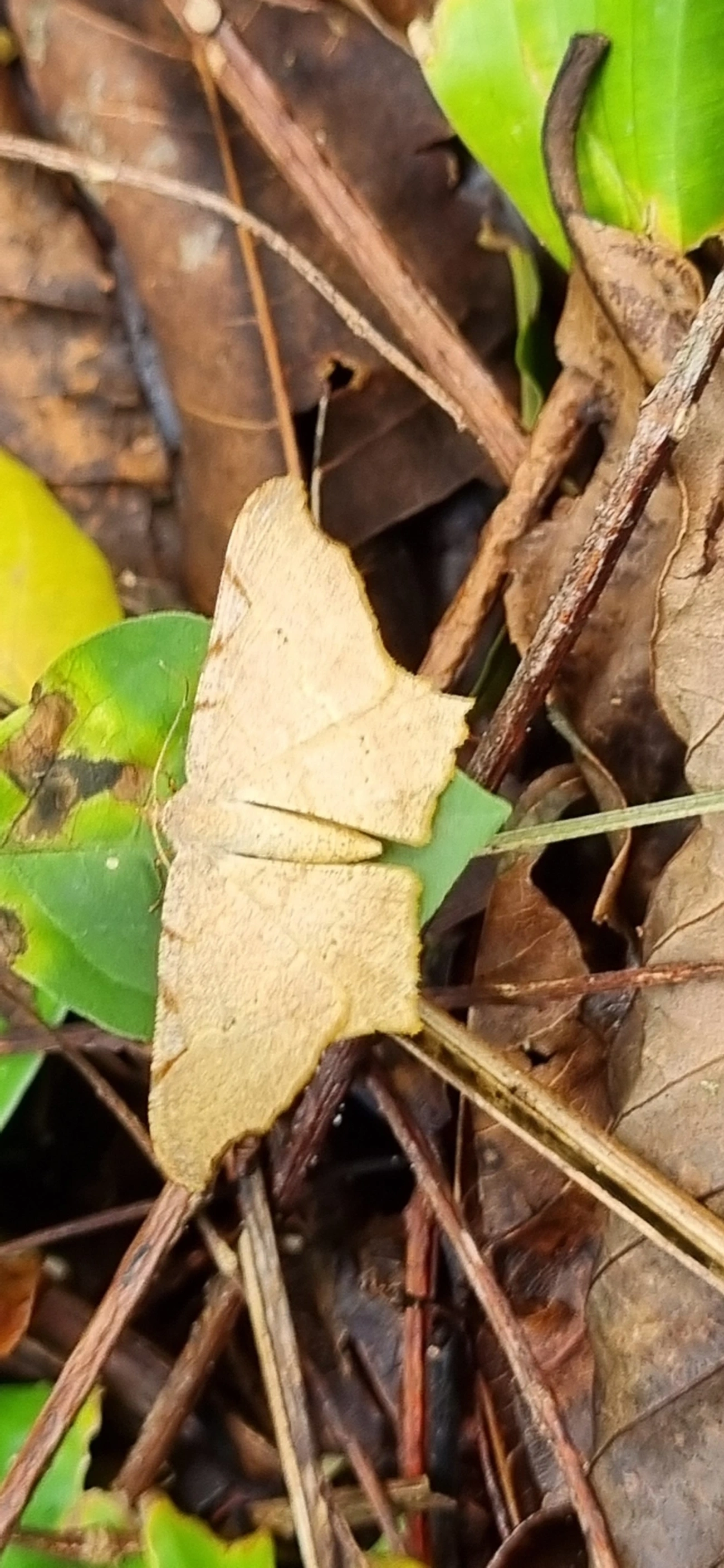 Ennominae, insetos, fotografado em Paúba, São Sebastião