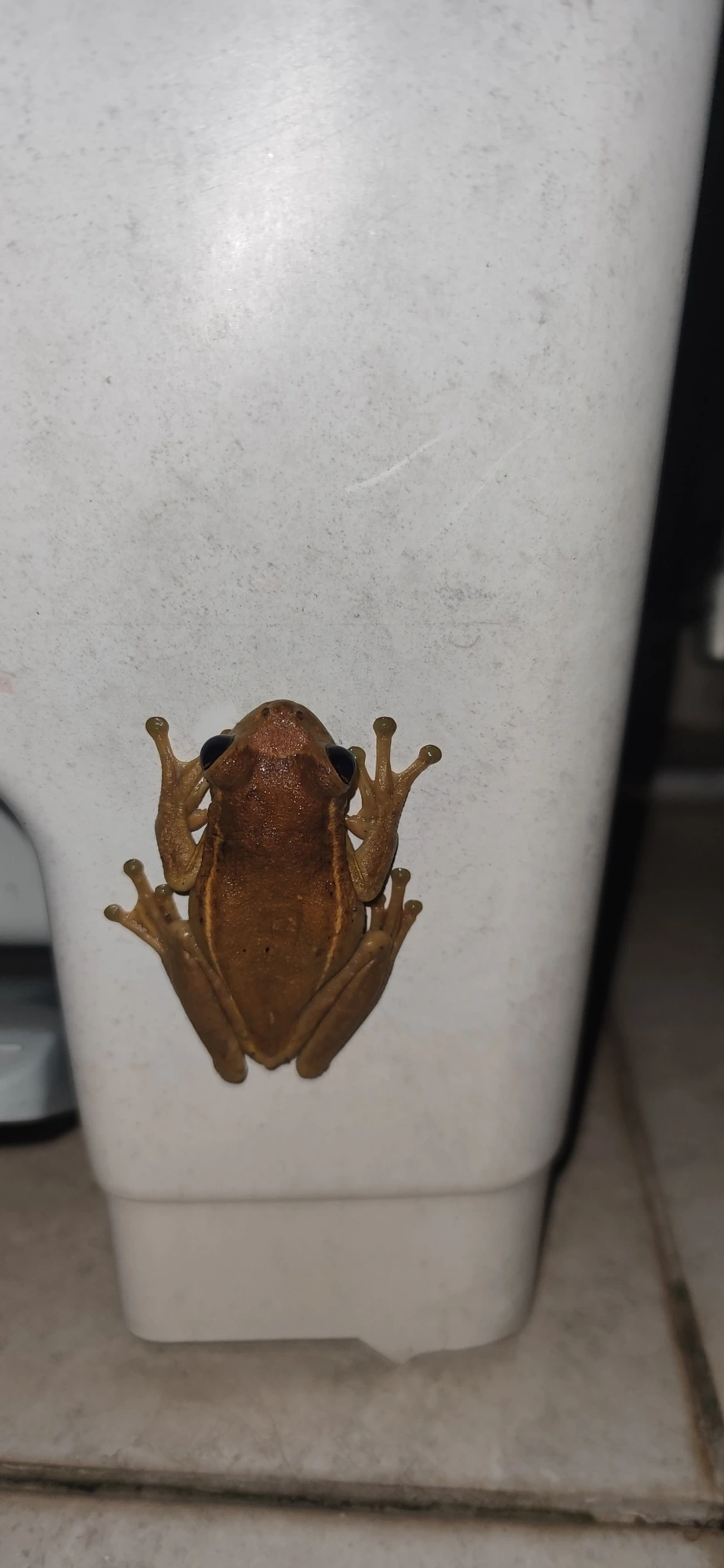 Perereca-grudenta (Trachycephalus mesophaeus), anfíbios, fotografado em Maresias, São Sebastião