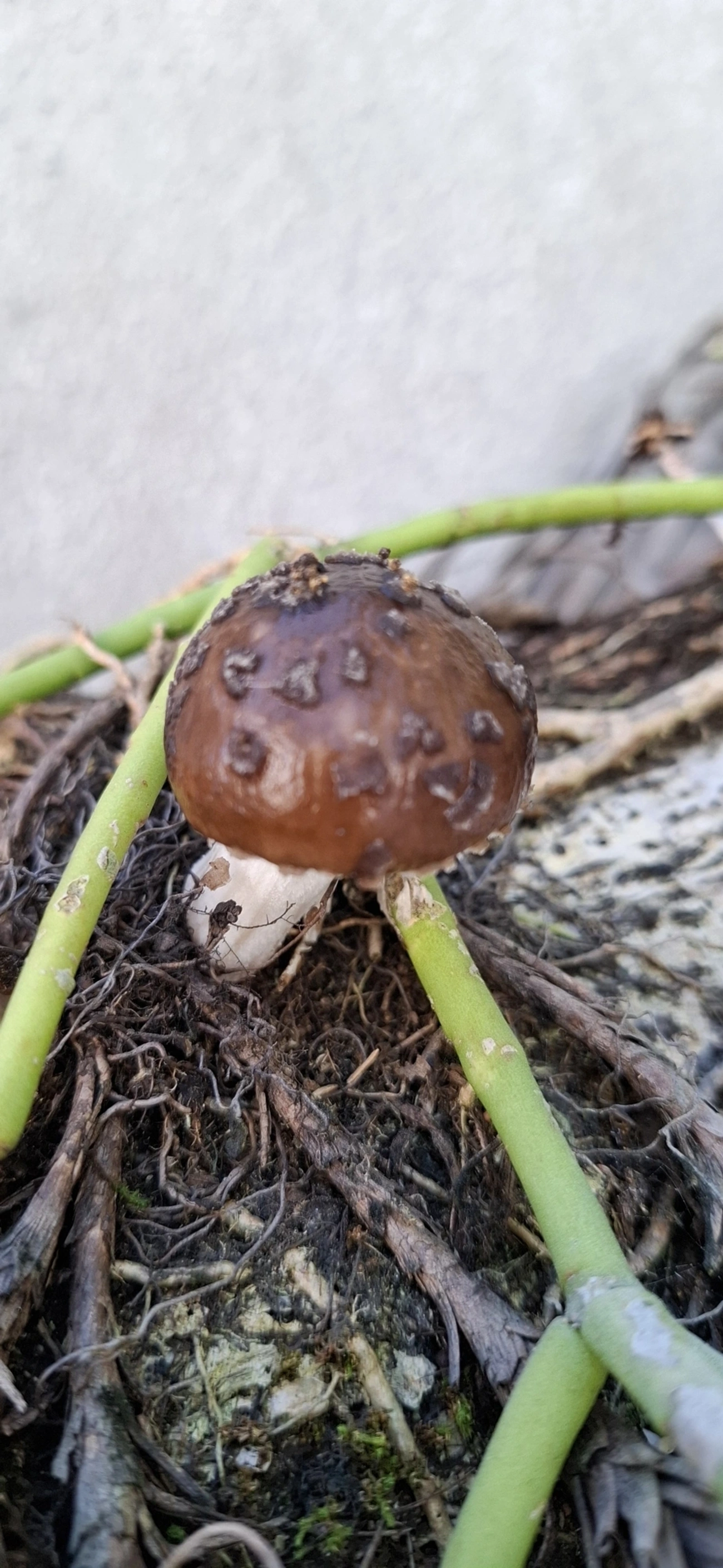 Cogumelo-de-coco (Oudemansiella cubensis), fungos, fotografado em Maresias, São Sebastião