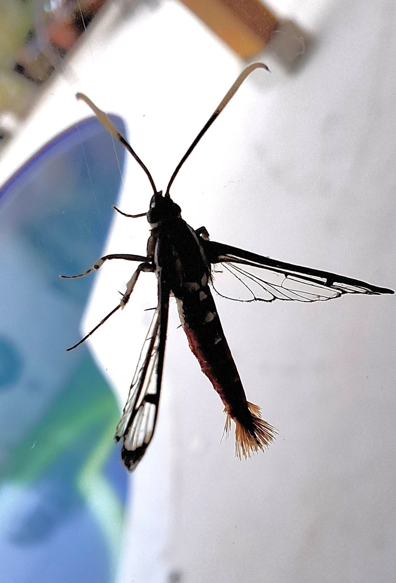 Loxophlebia, insetos, fotografado em Maresias, São Sebastião