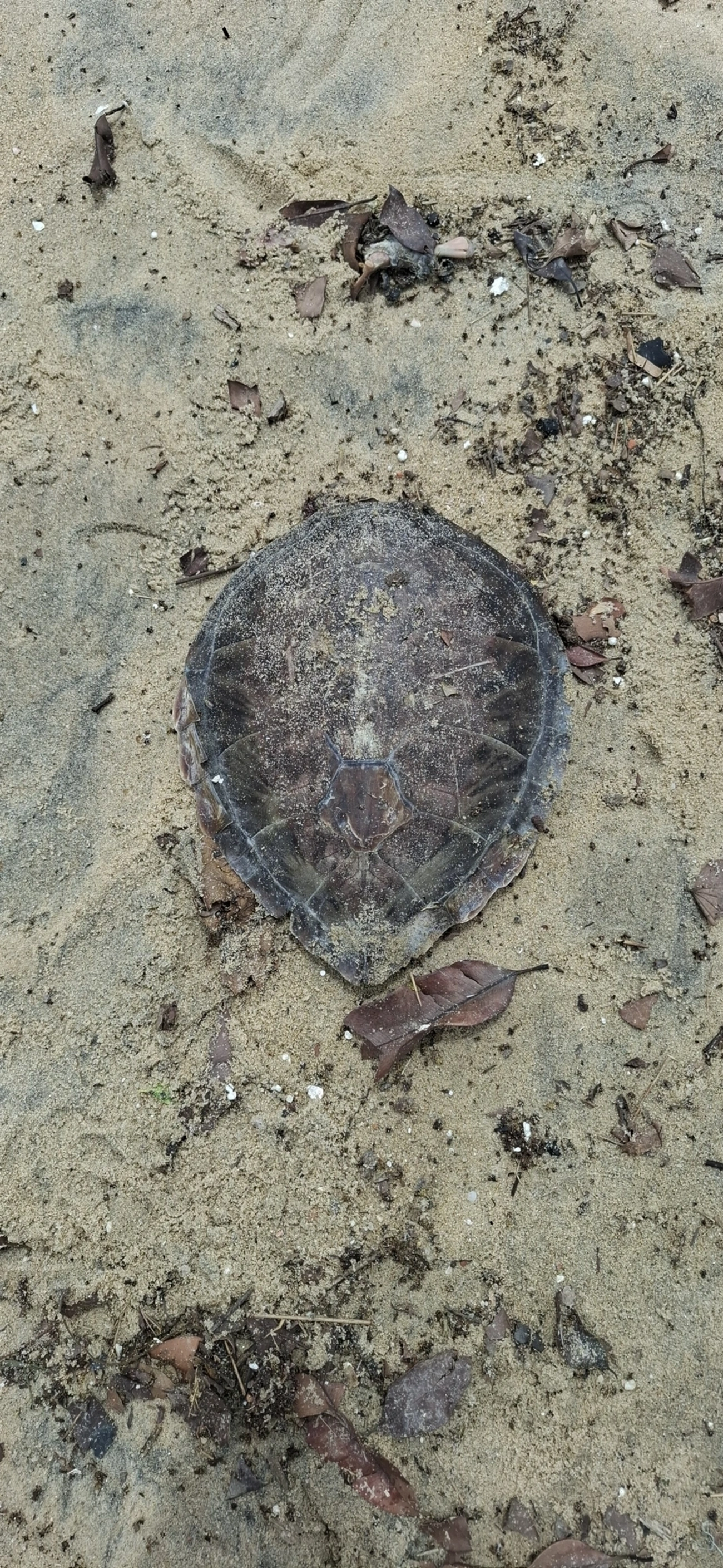 Tartaruga-verde (Chelonia mydas), répteis, fotografado em São Sebastião