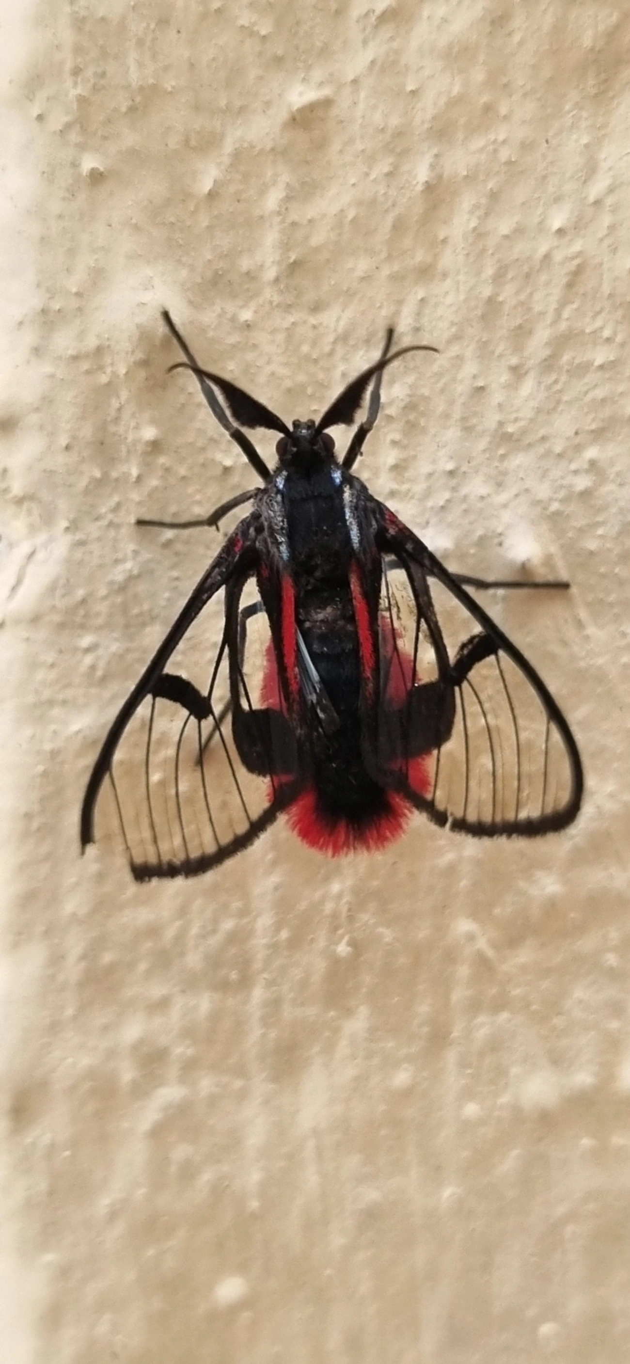 Dinia, insetos, fotografado em Indaiá, Caraguatatuba