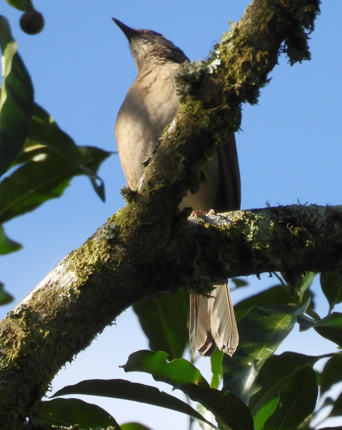 Sabiá-barranco (Turdus leucomelas), aves, fotografado em Paranapiacaba