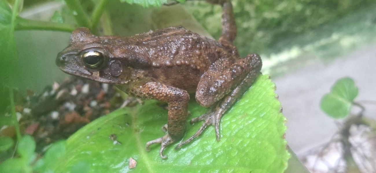 Rhinella, anfíbios, fotografado em Maresias, São Sebastião