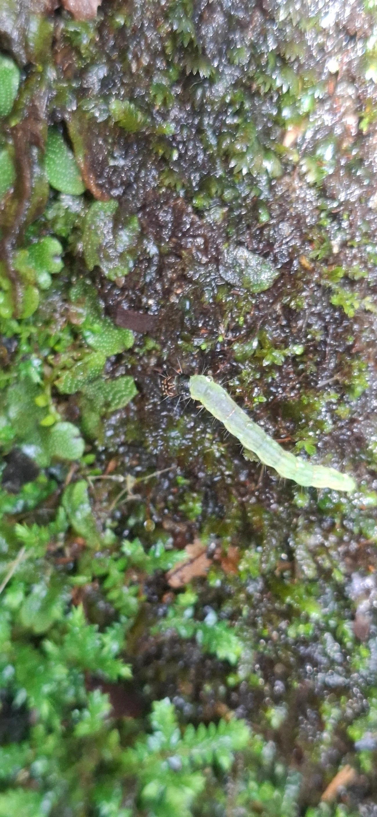 Borboletas e traças (Lepidoptera), insetos, fotografado em Maresias, São Sebastião