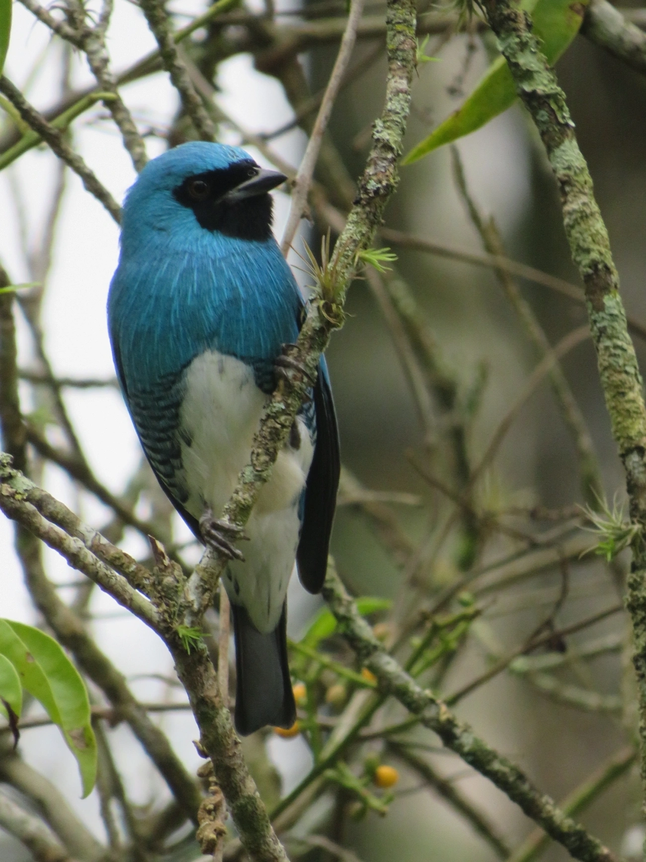 Saí-andorinha (Tersina viridis), aves, fotografado em Maresias, São Sebastião