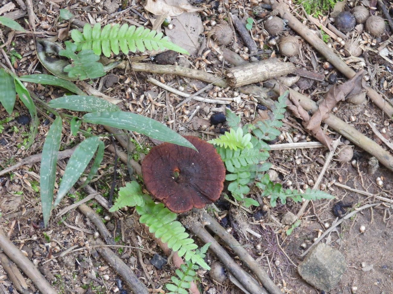 Amauroderma, fungos, fotografado em Queluz