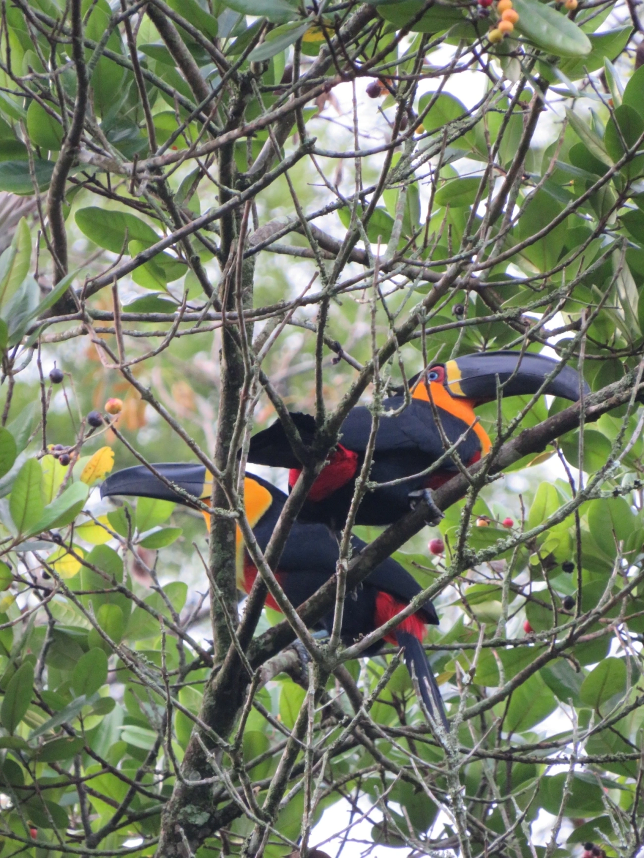 Tucano-de-ariel (Ramphastos vitellinus), aves, fotografado em Maresias, São Sebastião