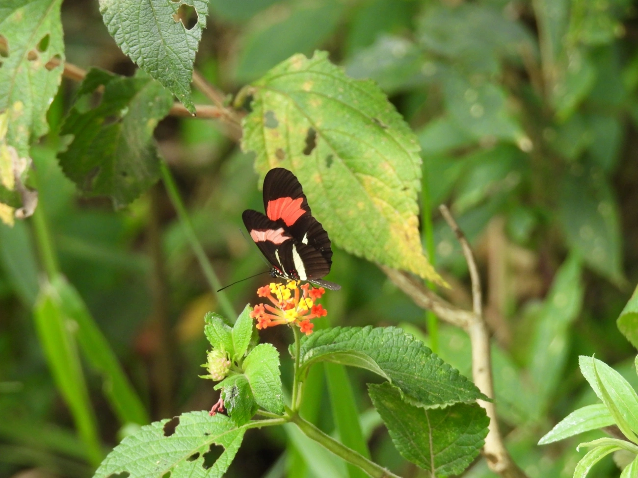 Borboleta-castanha-vermelha (Heliconius erato), insetos, fotografado em Cabreúva
