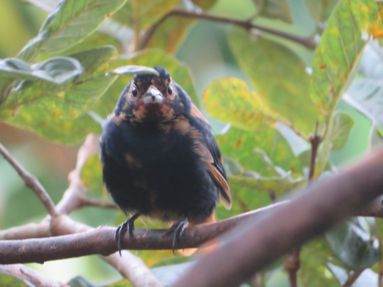 Tiê-preto (Tachyphonus coronatus), aves, fotografado em Maresias, São Sebastião