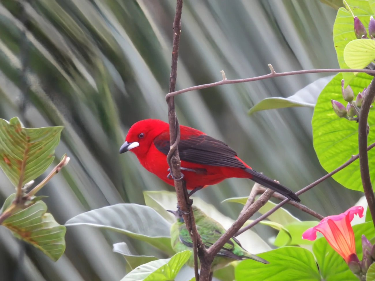 Tiê-sangue (Ramphocelus bresilius), aves, fotografado em Maresias, São Sebastião