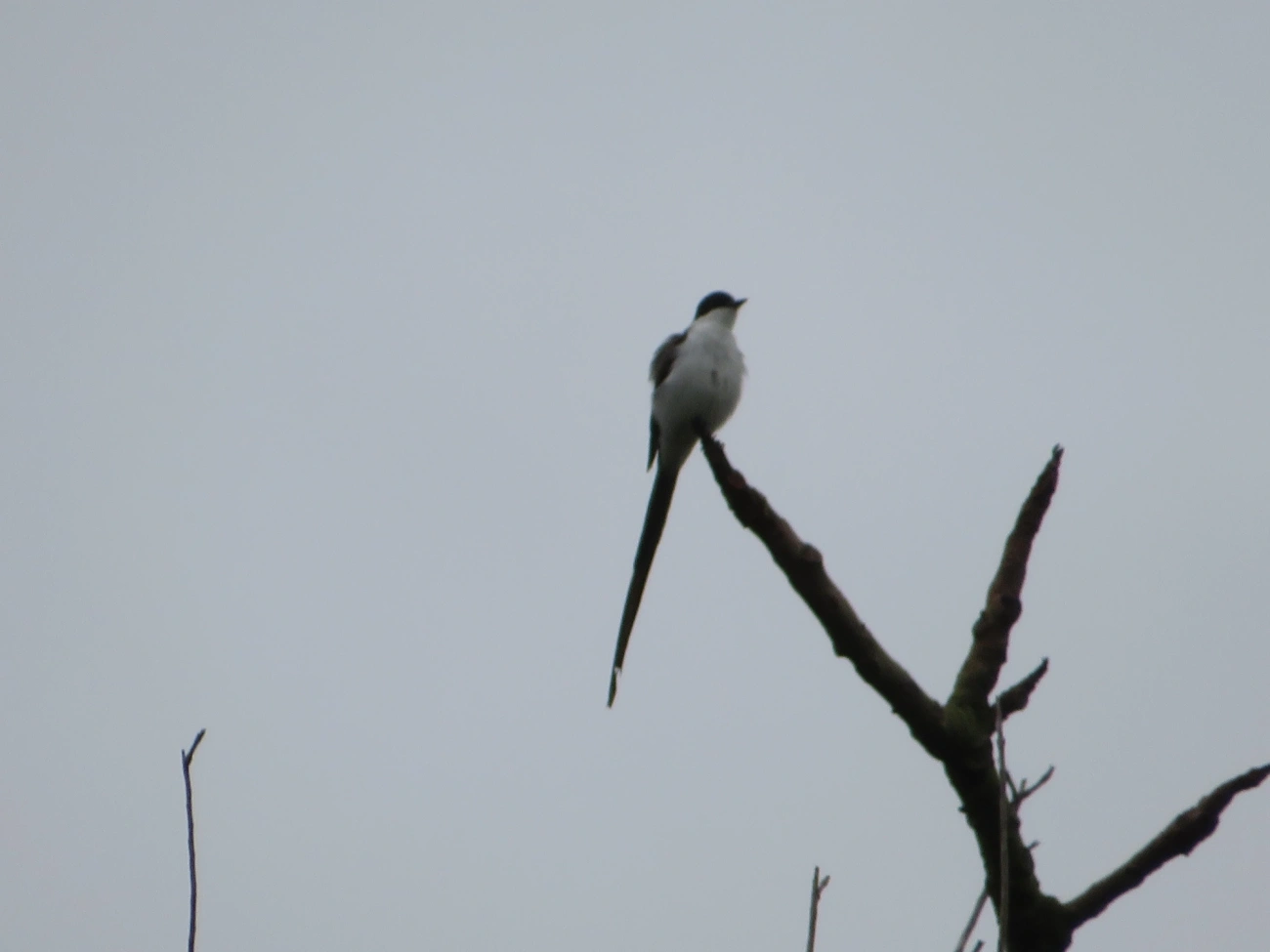 Tesourinha (Tyrannus savana), aves, fotografado em Maresias, São Sebastião