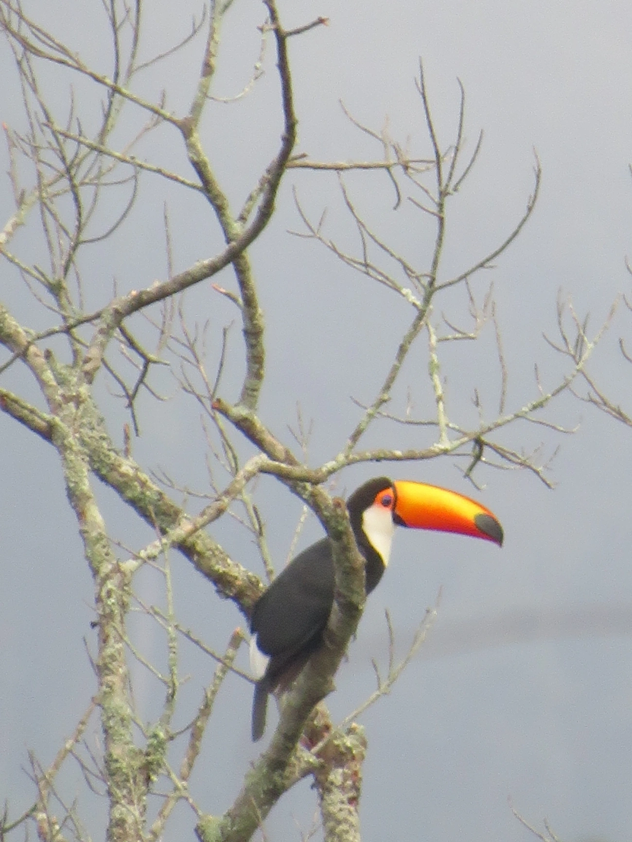 Tucano-toco (Ramphastos toco), aves, fotografado em Maresias, São Sebastião
