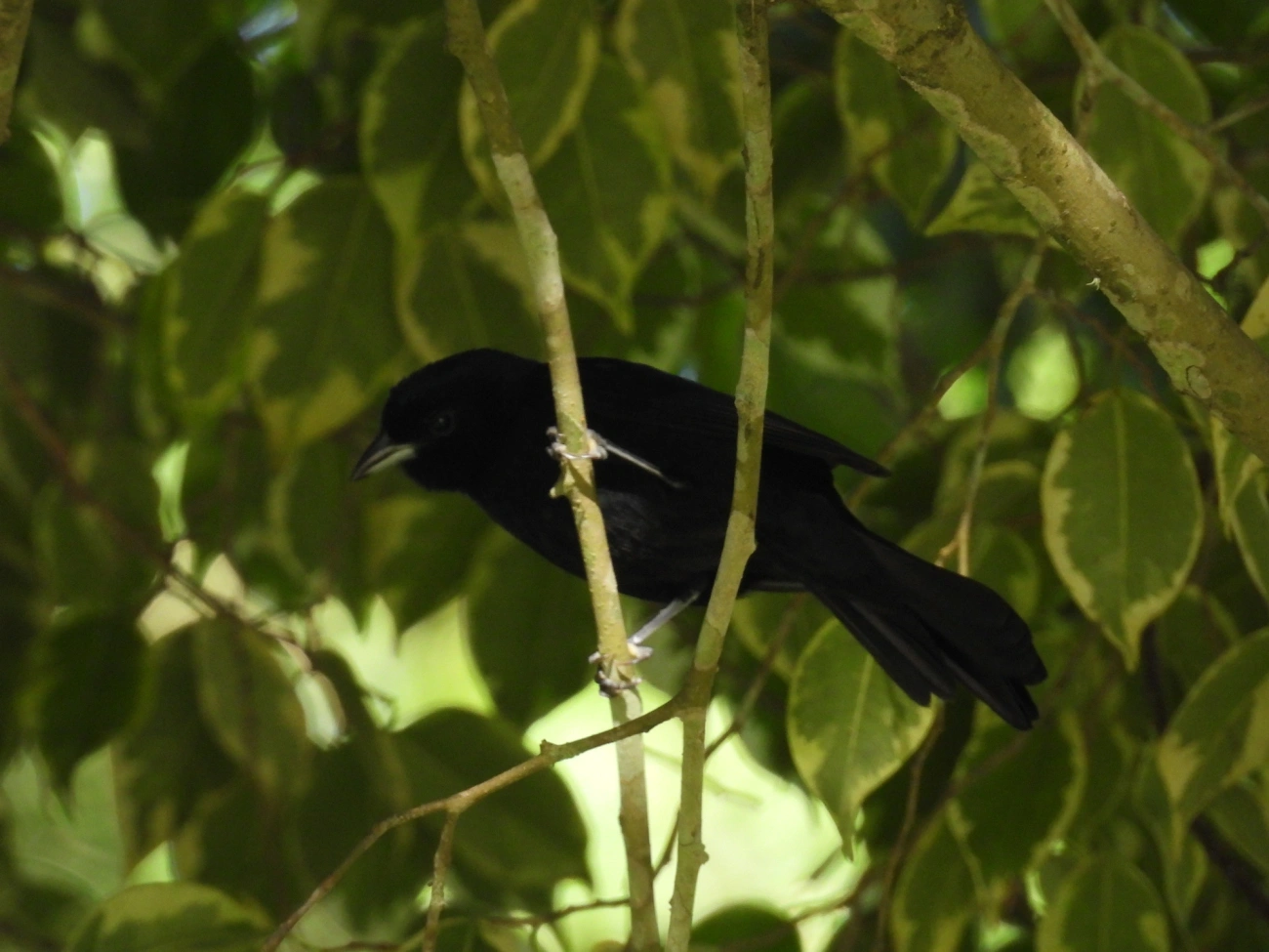 Tiê-preto (Tachyphonus coronatus), aves, fotografado em Itatiaia