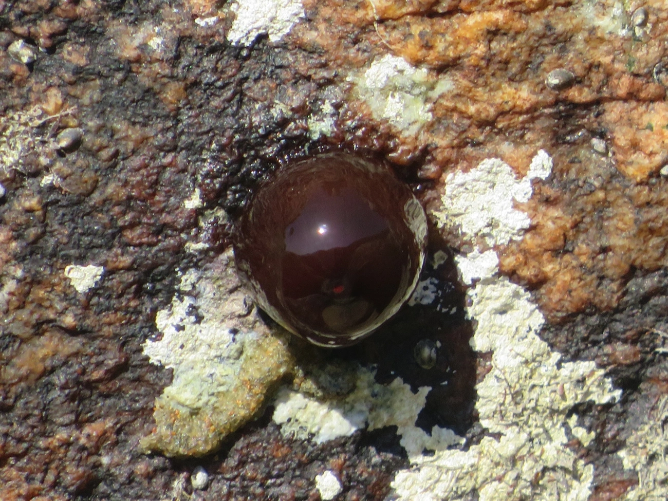 Anêmona-das-Bermudas (Actinia bermudensis), cnidários, fotografado em Maresias, São Sebastião