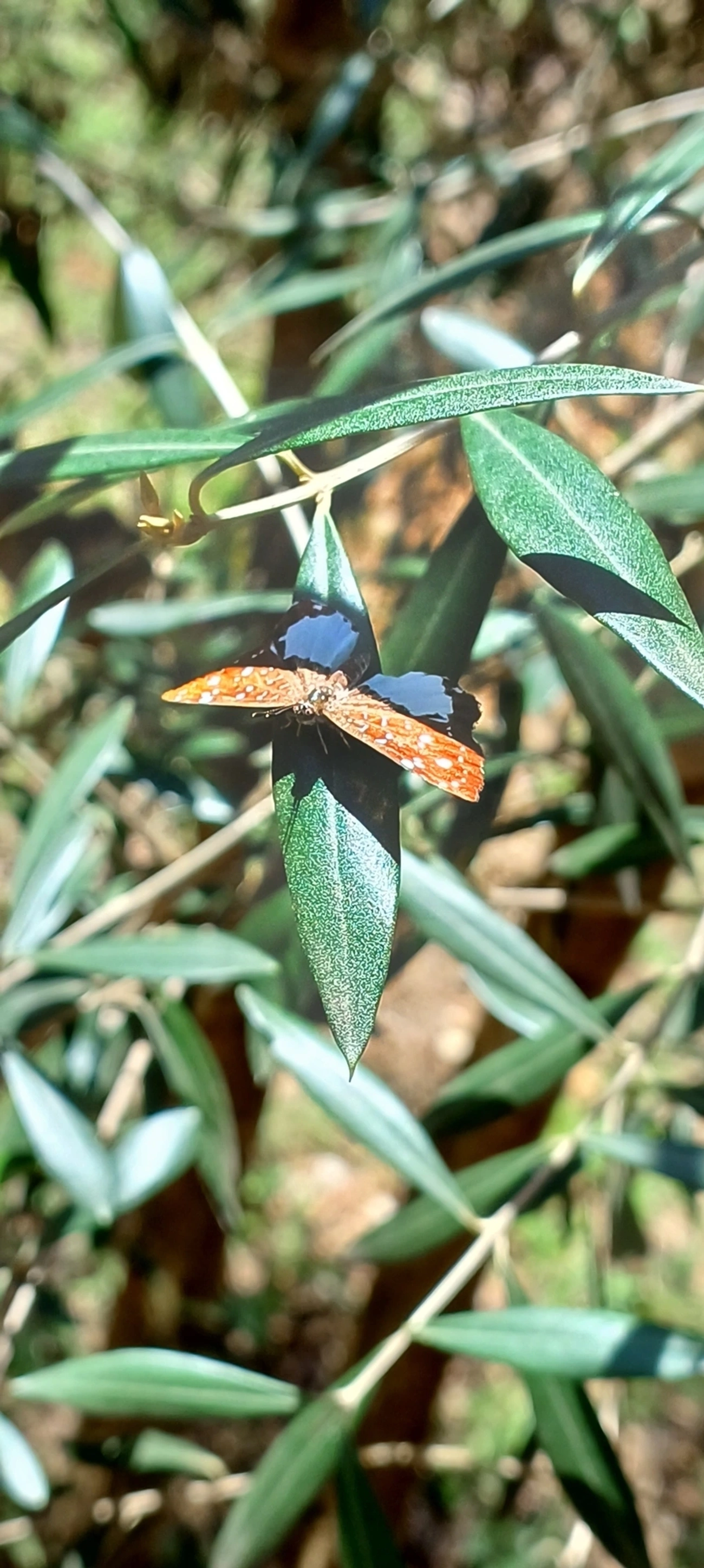 Ithomiola nepos, insetos, fotografado em Cunha