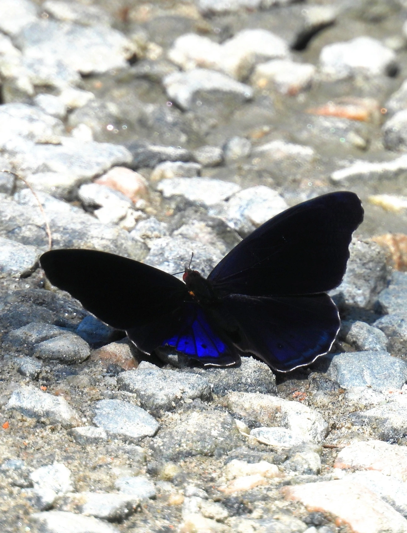 Eunica volumna, insetos, fotografado em Maresias, São Sebastião