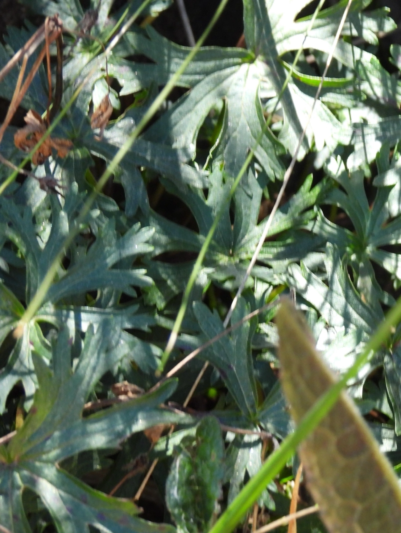 Geraniaceae, plantas, fotografado em Engenheiro Passos