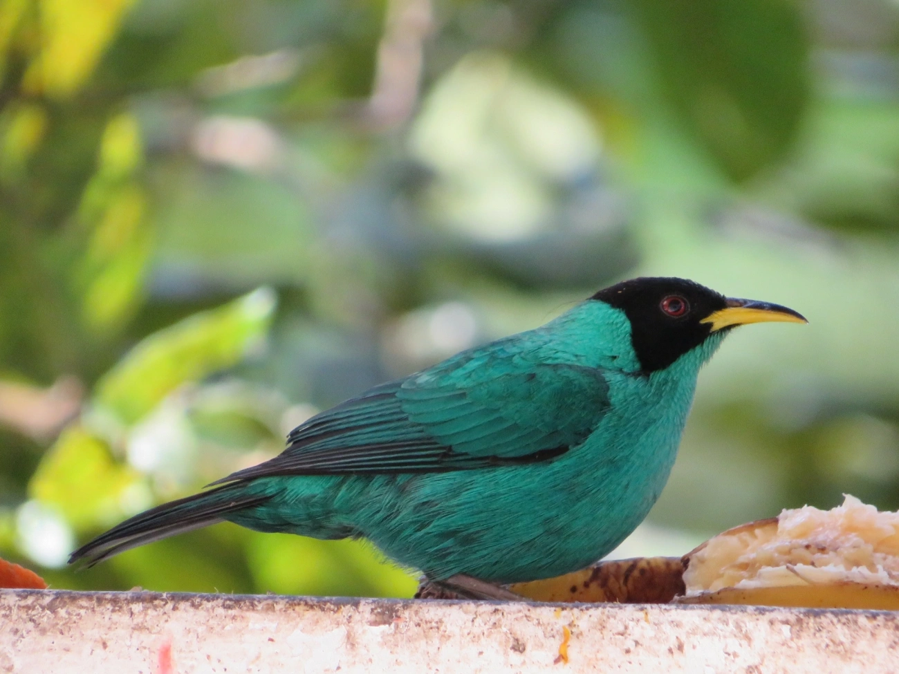 Saí-verde (Chlorophanes spiza), aves, fotografado em Maresias, São Sebastião