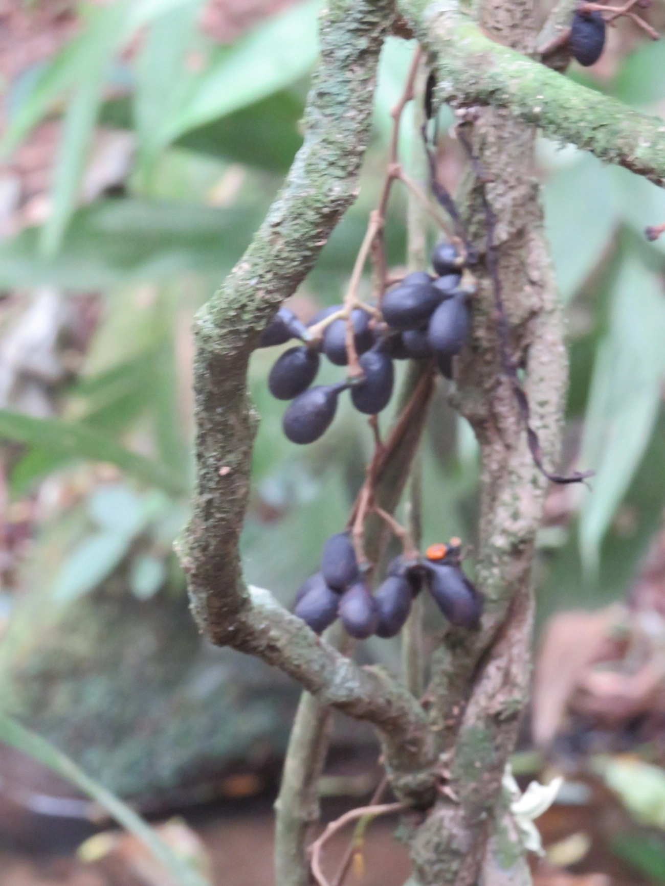 Plantas (Plantae), plantas, fotografado em Paúba, São Sebastião
