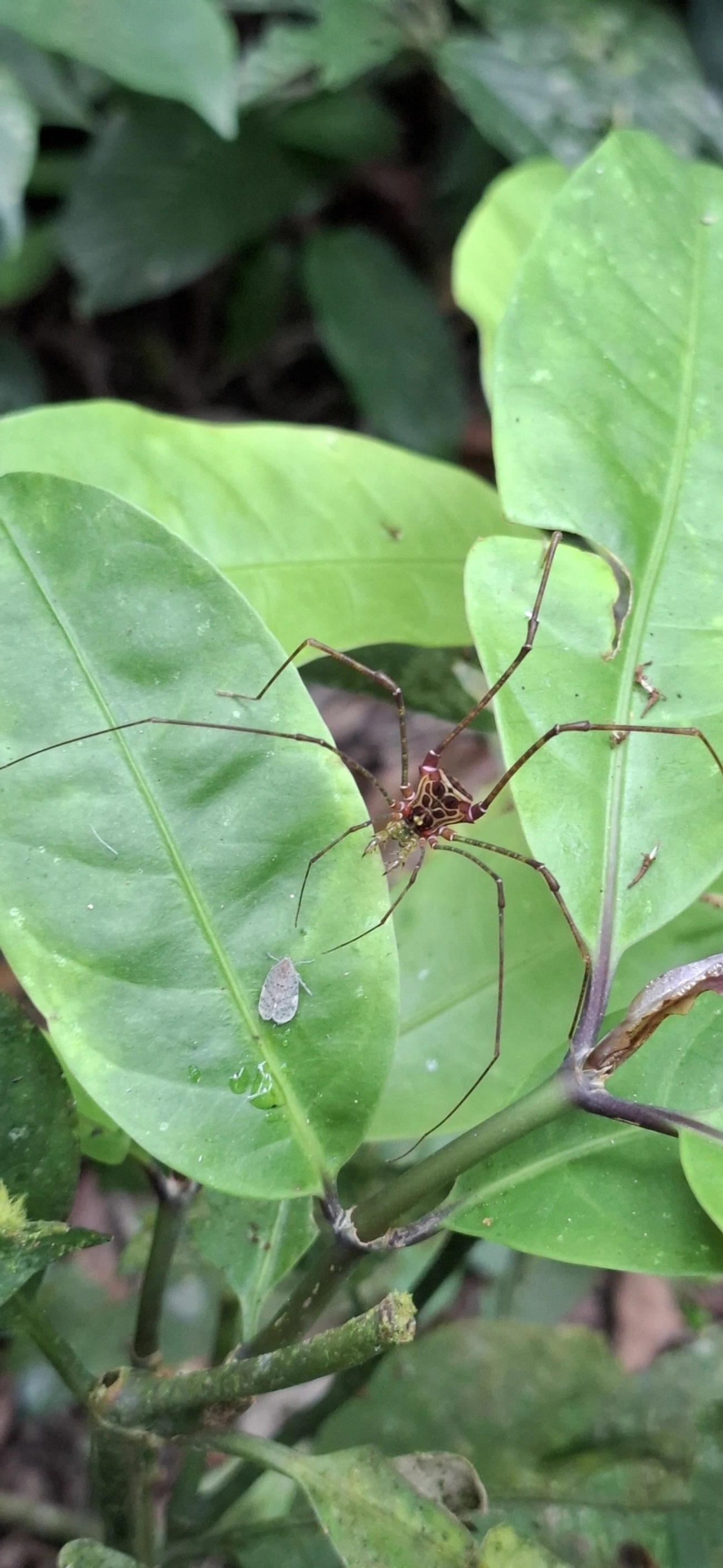 Heteromitobates, aracnídeos, fotografado em Maresias, São Sebastião
