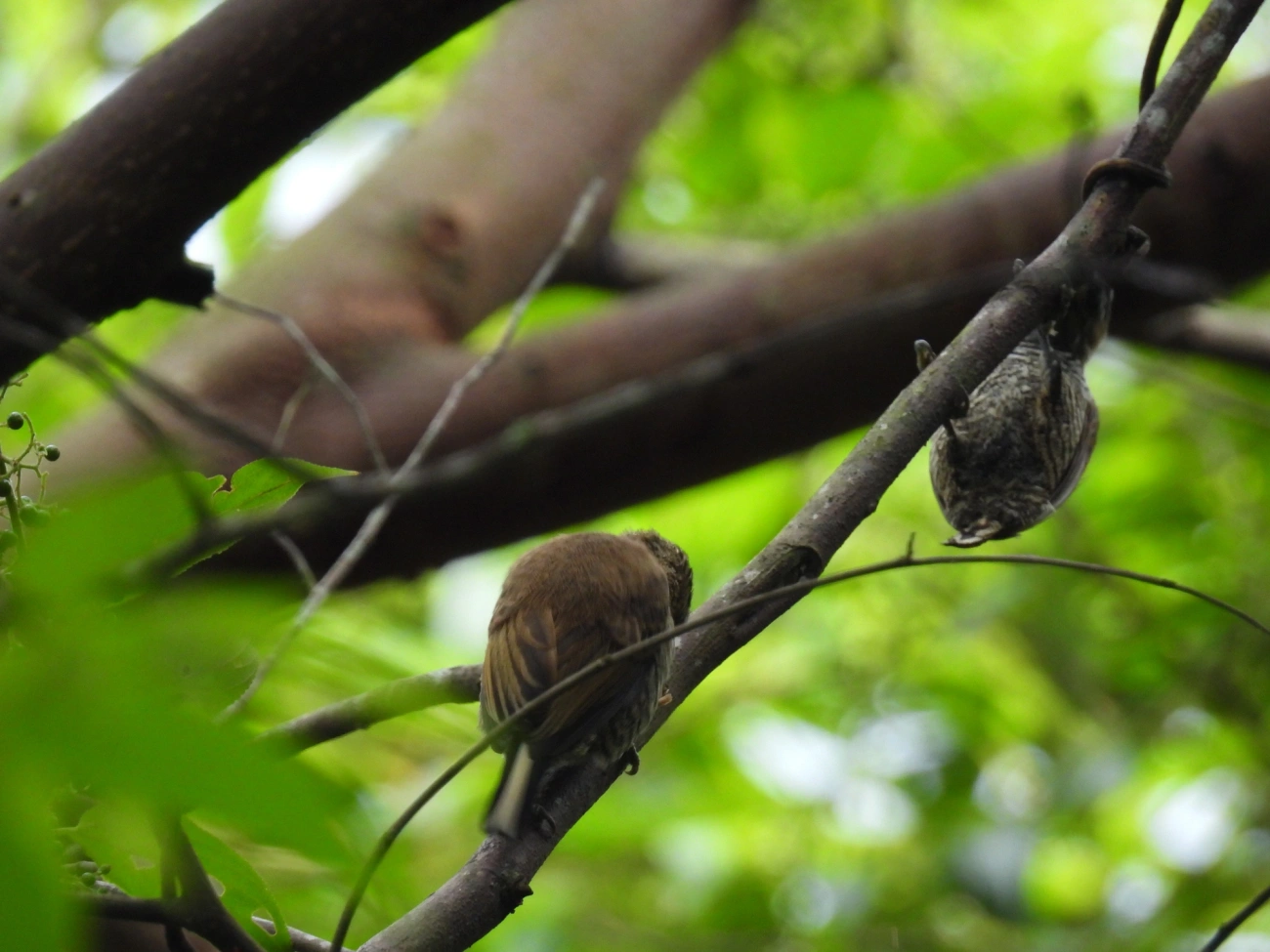 Pica-paus anões (Picumnus), aves, fotografado em Bonete, Ilhabela