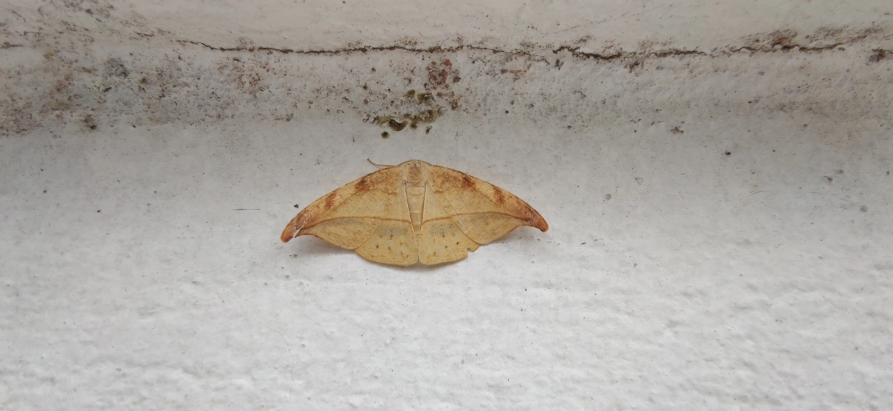 Borboletas e traças (Lepidoptera), insetos, fotografado em Maresias, São Sebastião