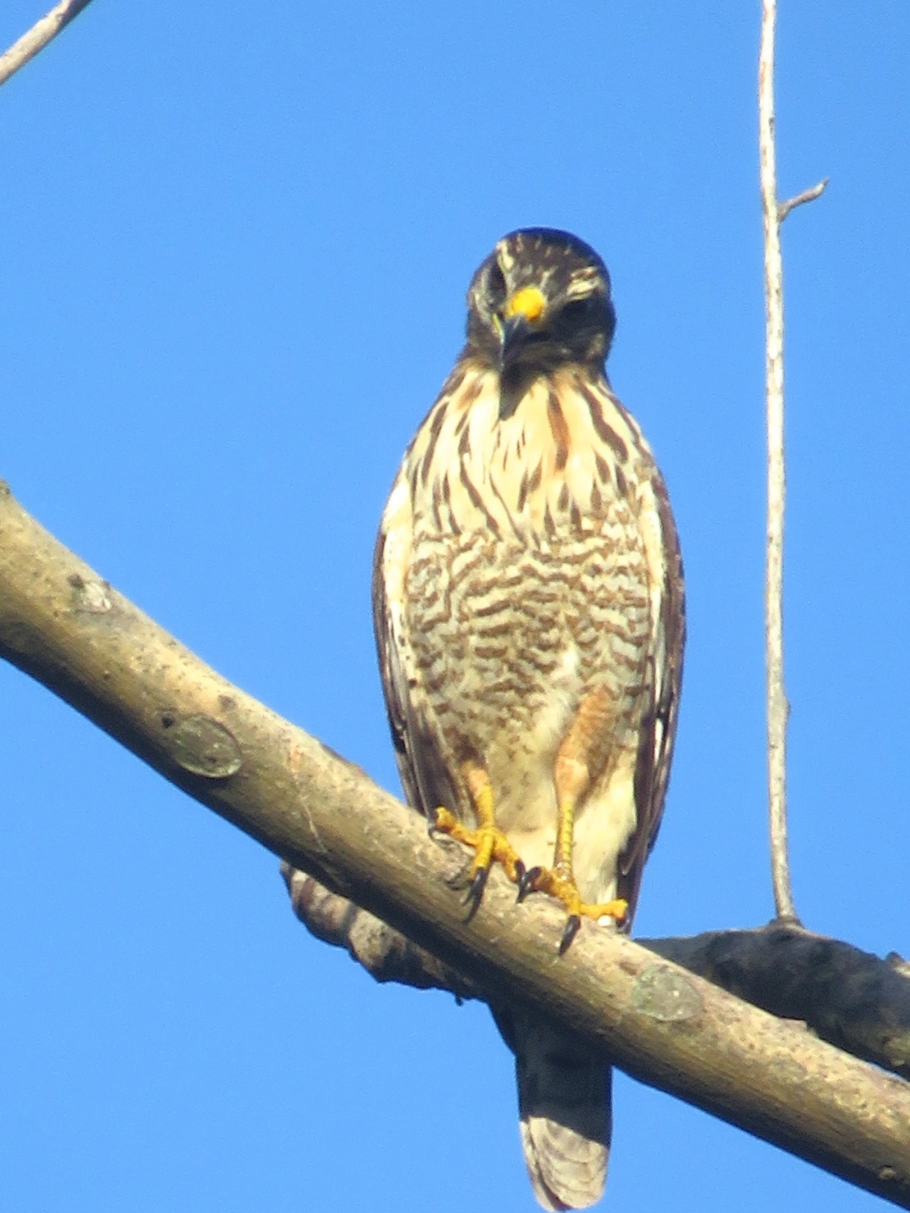 Gavião-carijó (Rupornis magnirostris), aves, fotografado em Maresias, São Sebastião