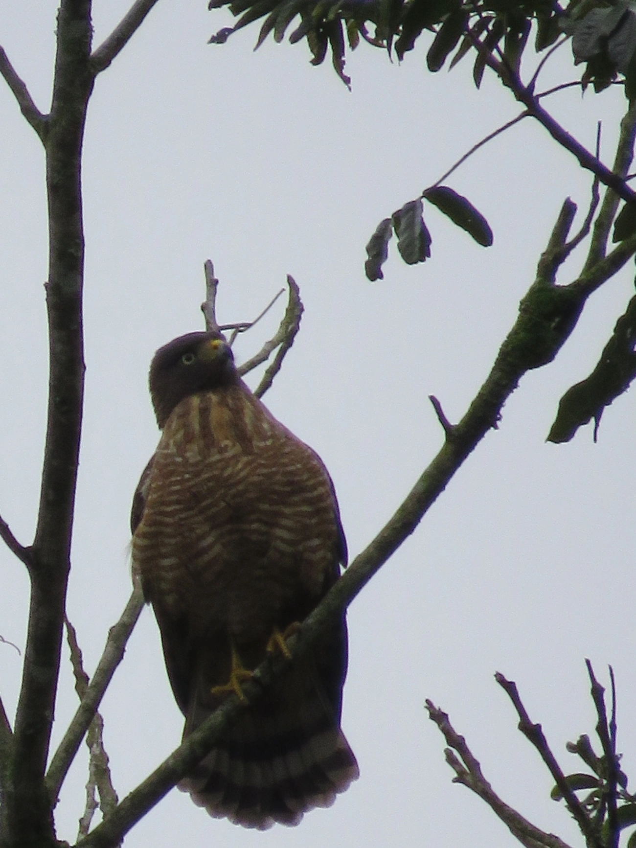 Gavião-carijó (Rupornis magnirostris), aves, fotografado em Maresias, São Sebastião