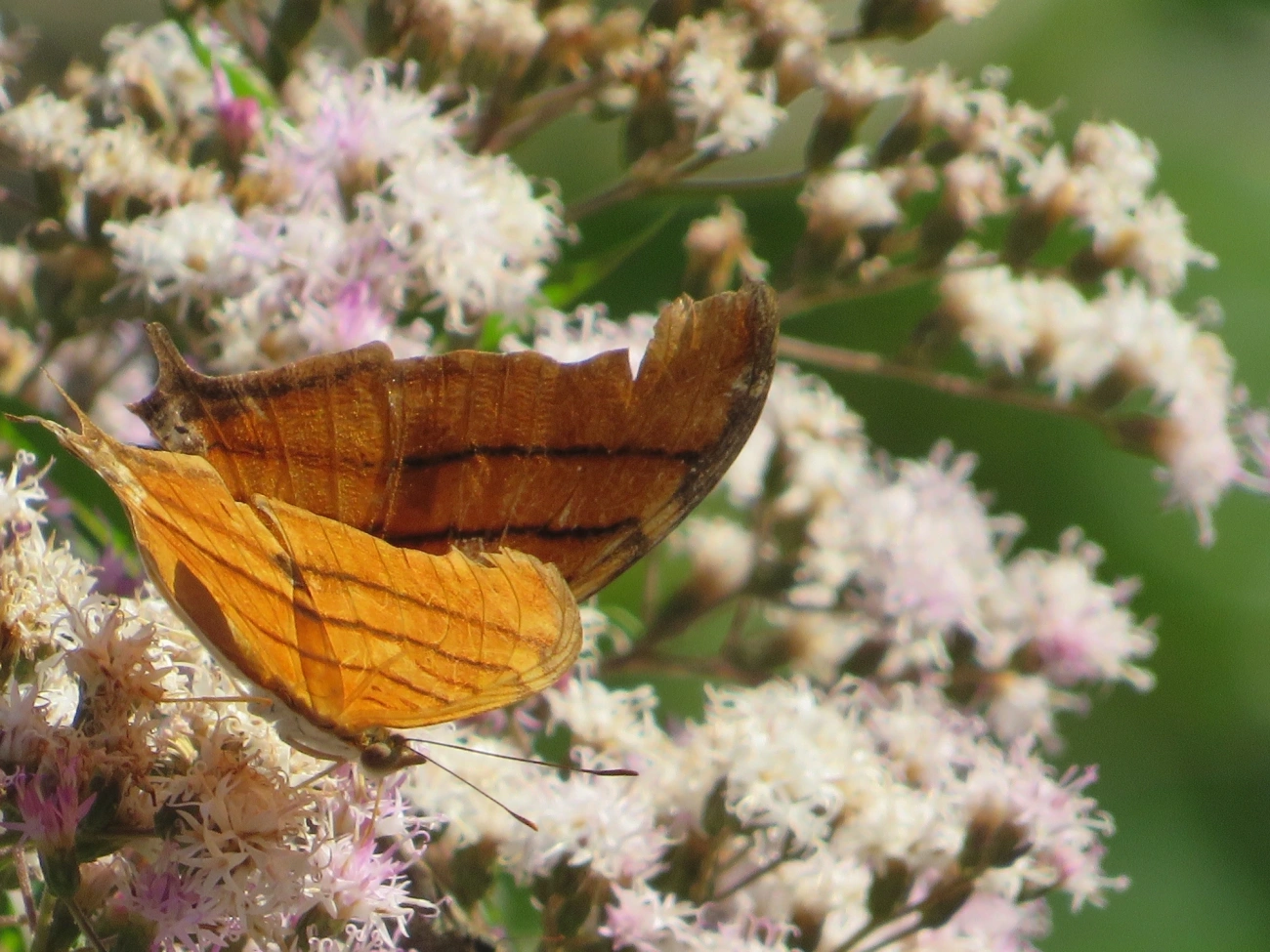 Borboleta-Asas-de-Punhal (Marpesia petreus), insetos, fotografado em Maresias, São Sebastião