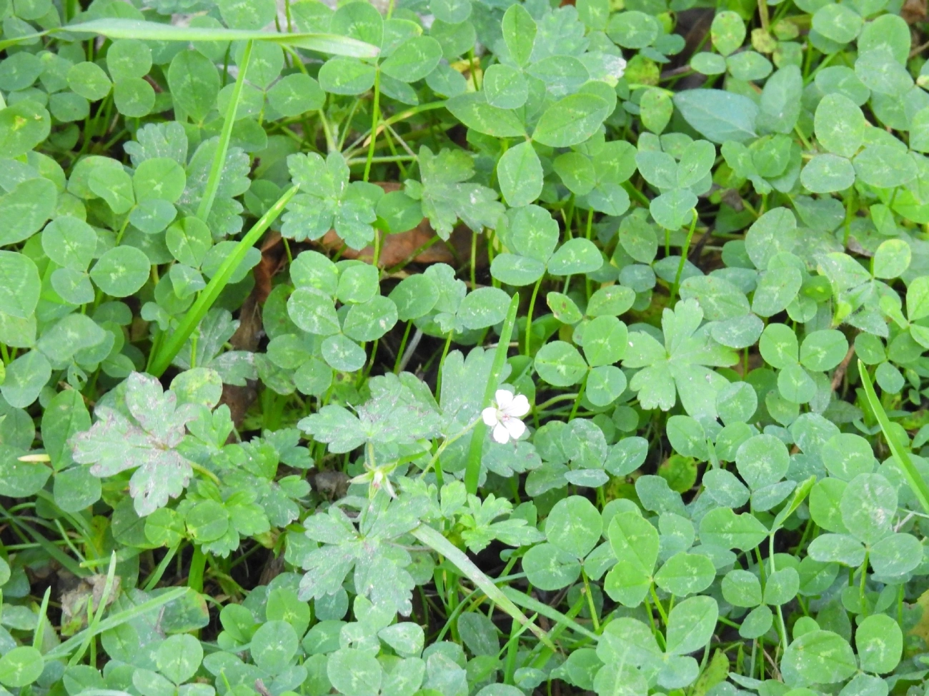 Trevo-branco (Trifolium repens), plantas, fotografado em Engenheiro Passos