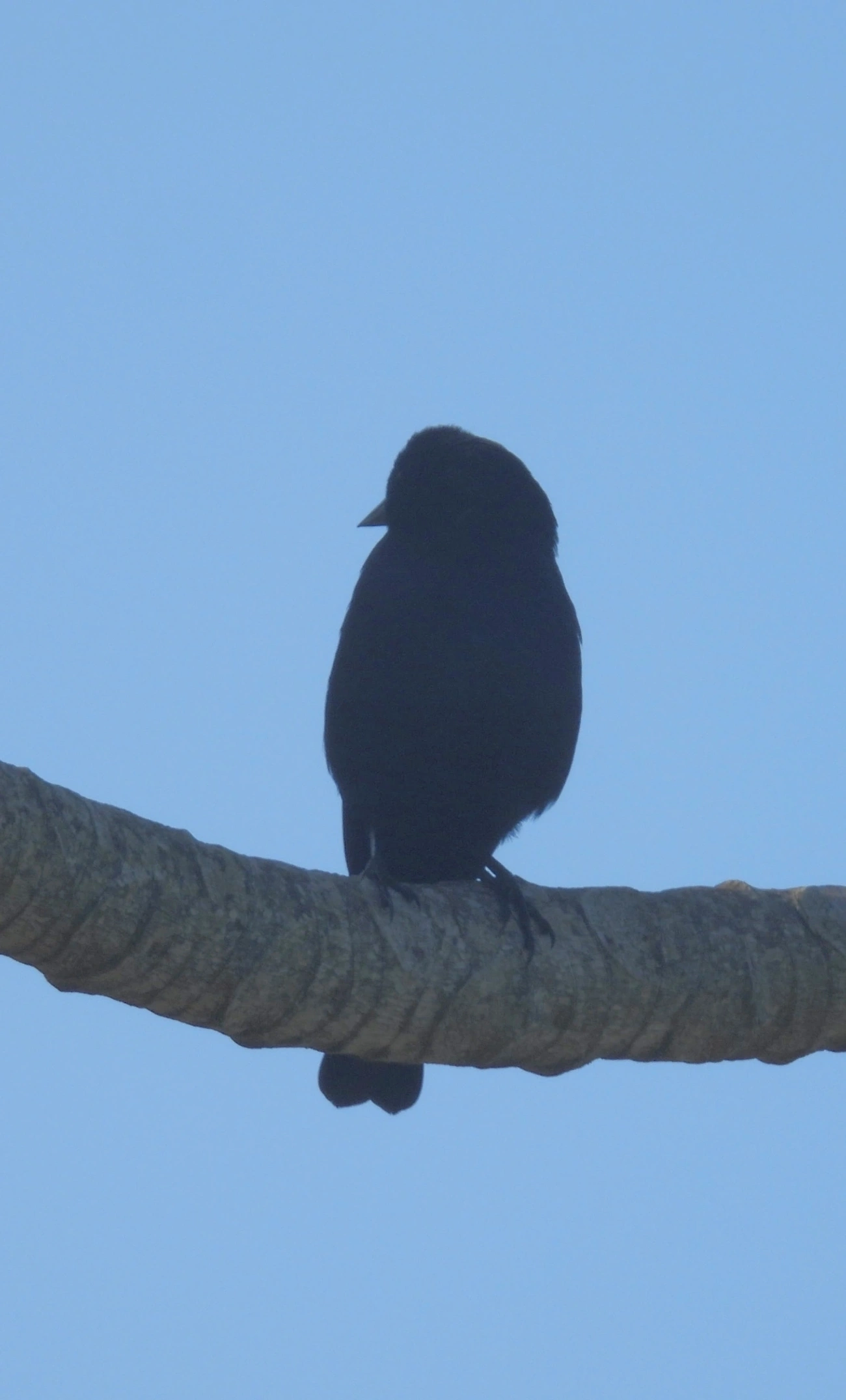Chupim (Molothrus bonariensis), aves, fotografado em Borrifos, Ilhabela