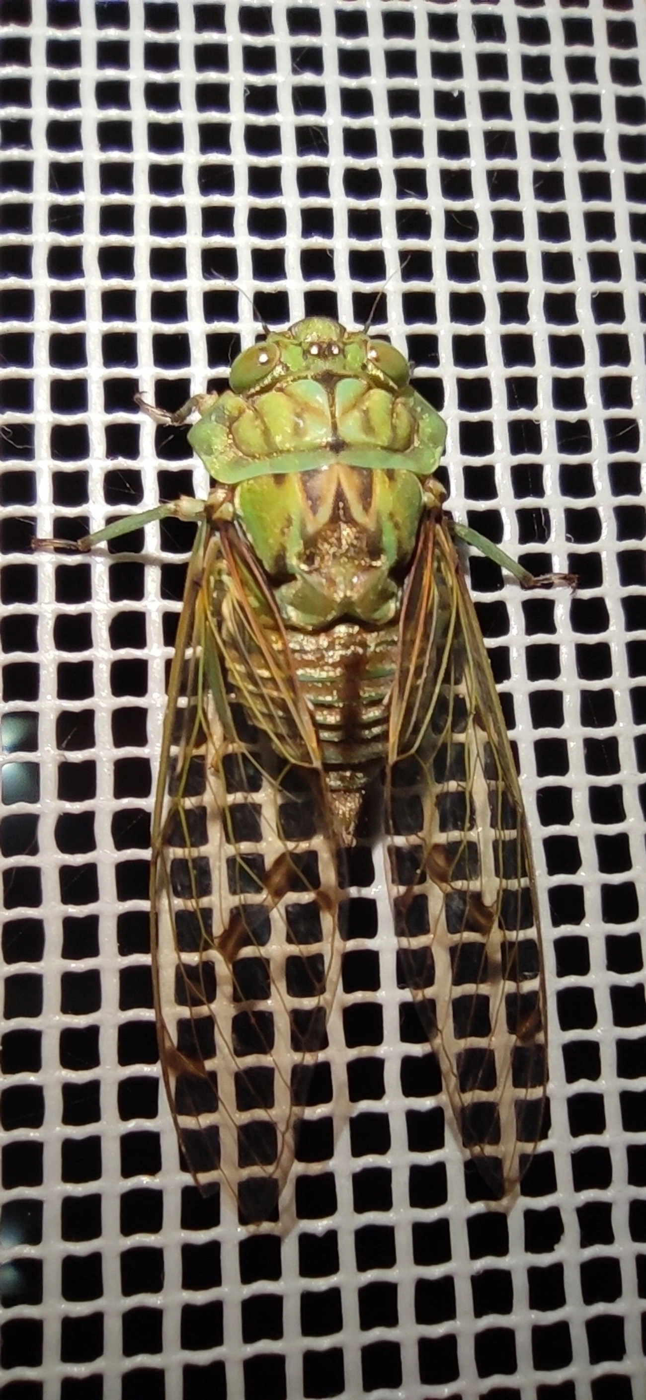 Cigarra-verde (Zammara tympanum), insetos, fotografado em Maresias, São Sebastião