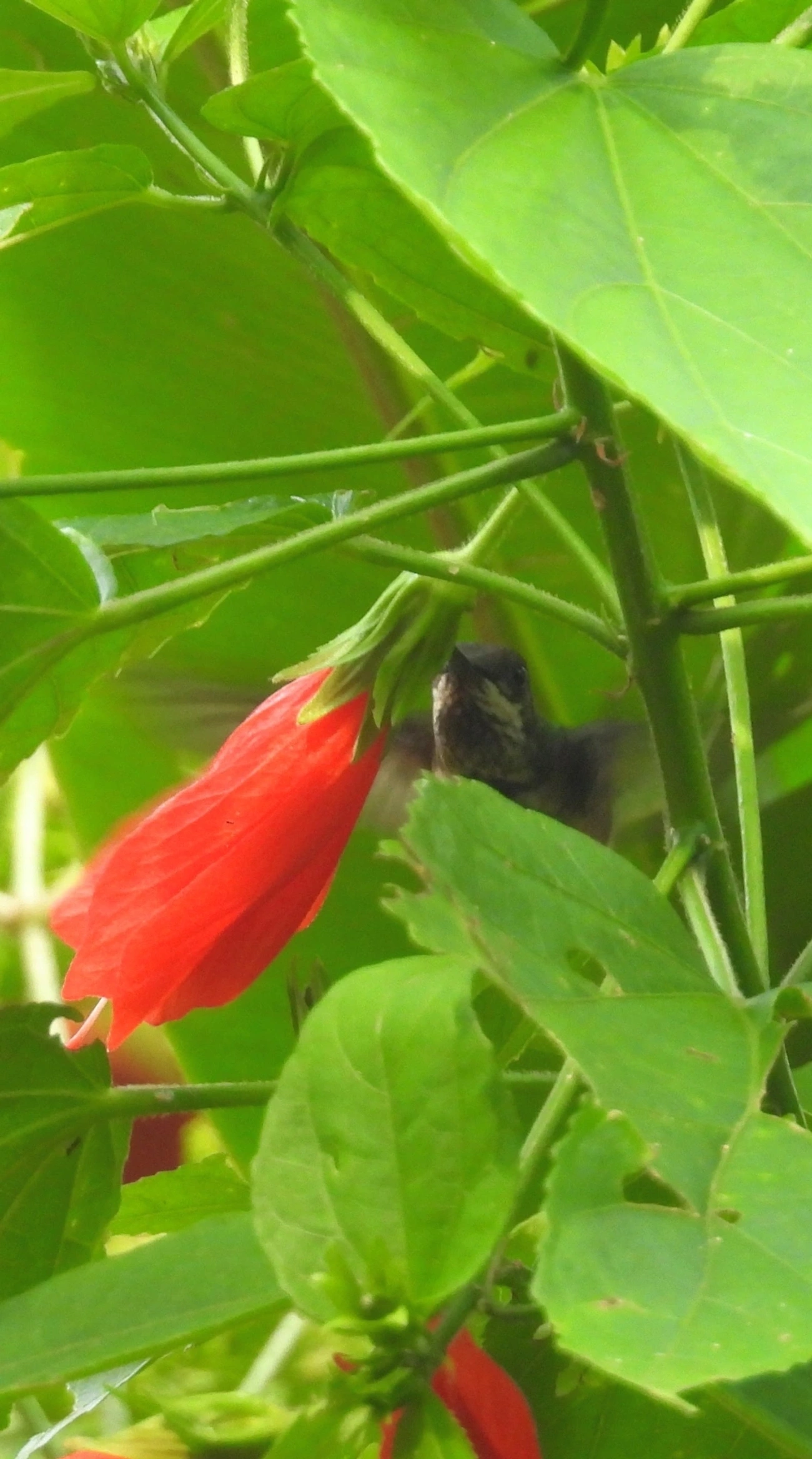 Topetinho-vermelho (Lophornis magnificus), aves, fotografado em Maresias, São Sebastião